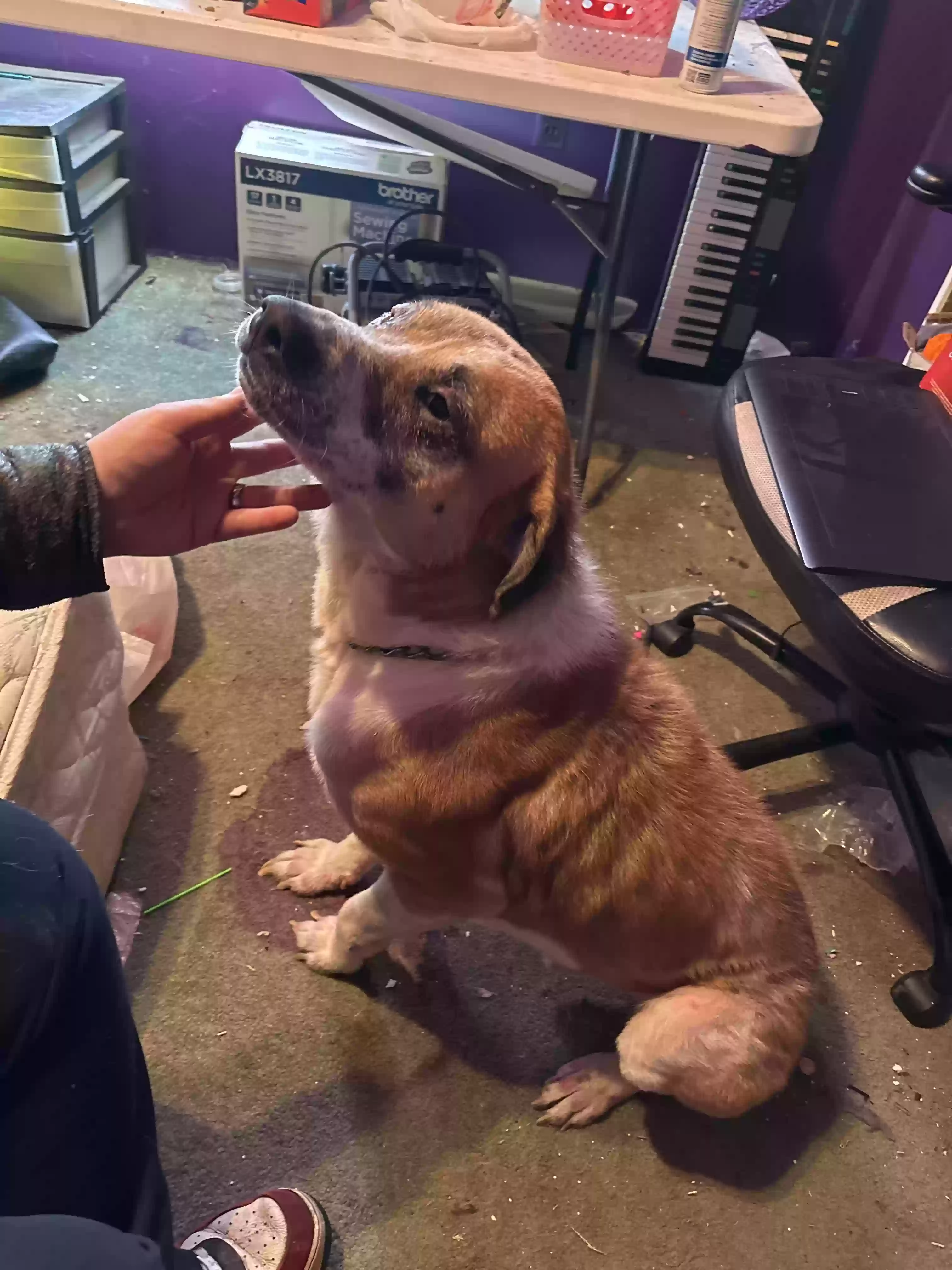 adoptable Dog in Perryopolis,PA named Crowley