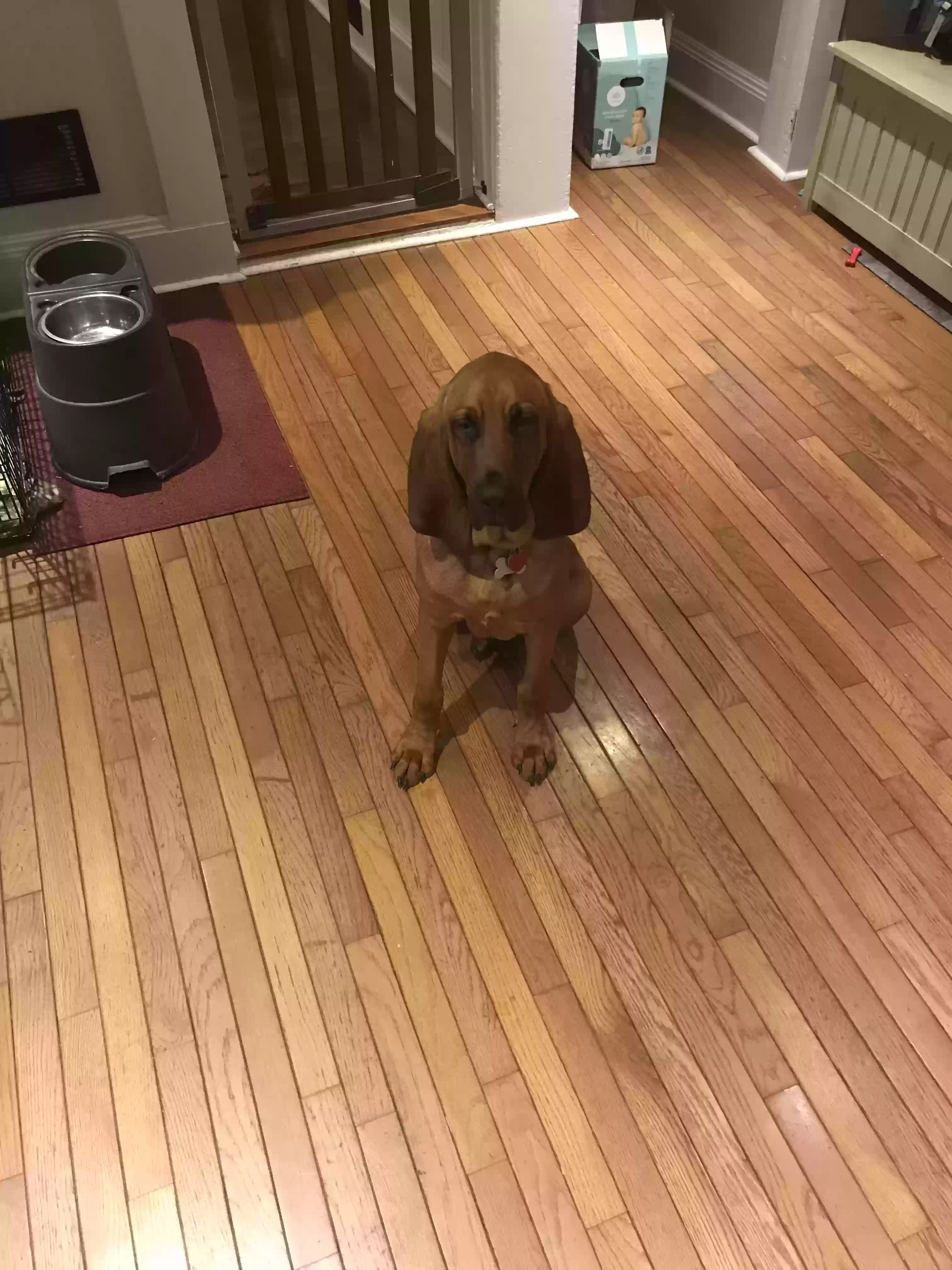 adoptable Dog in Martville,NY named Copper