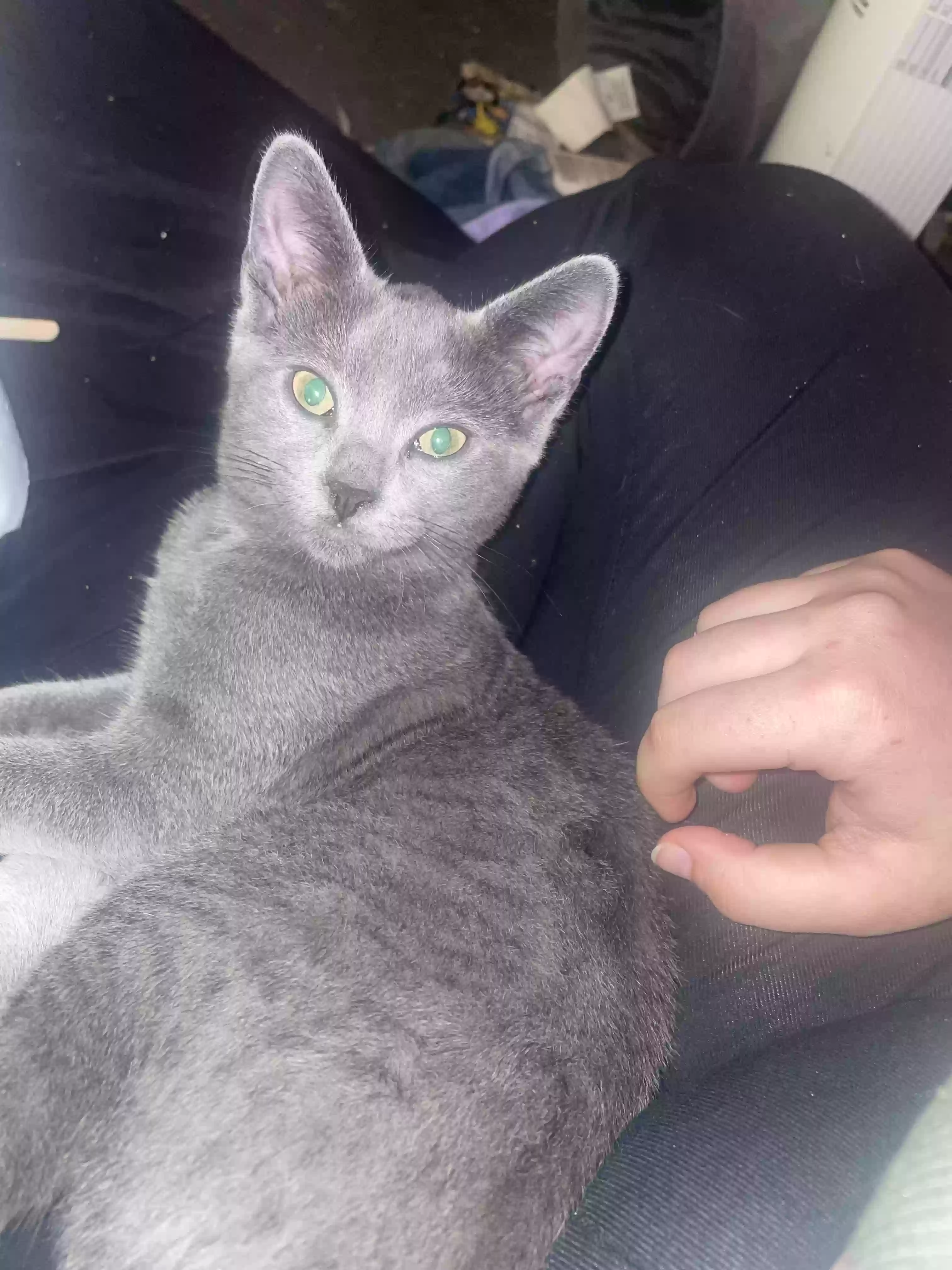adoptable Cat in Winder,GA named Luna