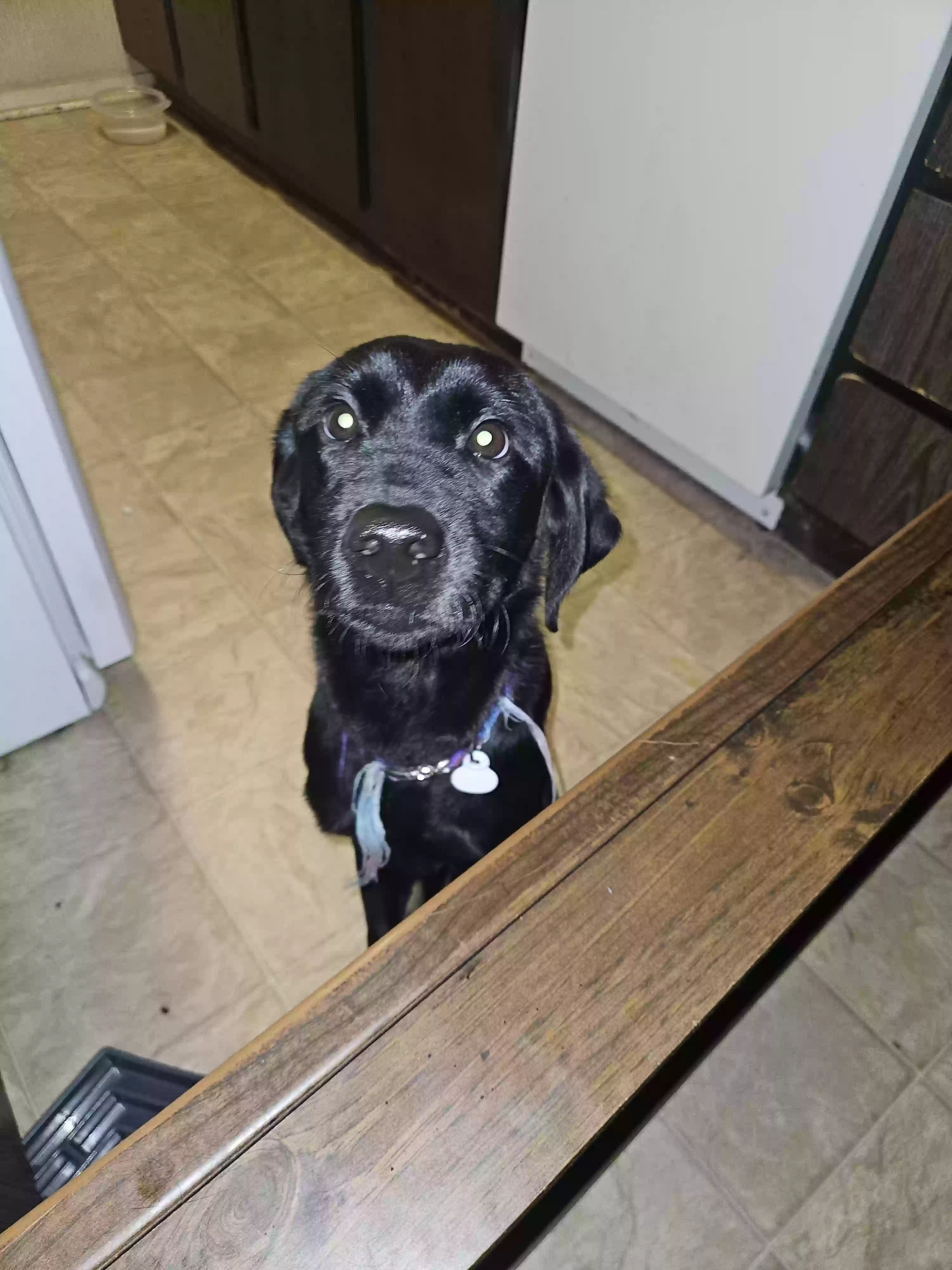 adoptable Dog in Waco,TX named Dolly