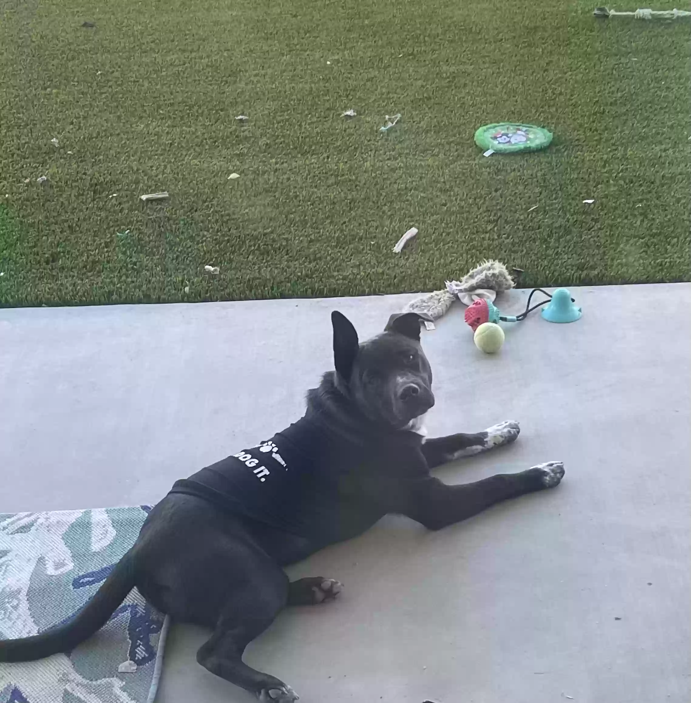 adoptable Dog in Avondale,AZ named Melo