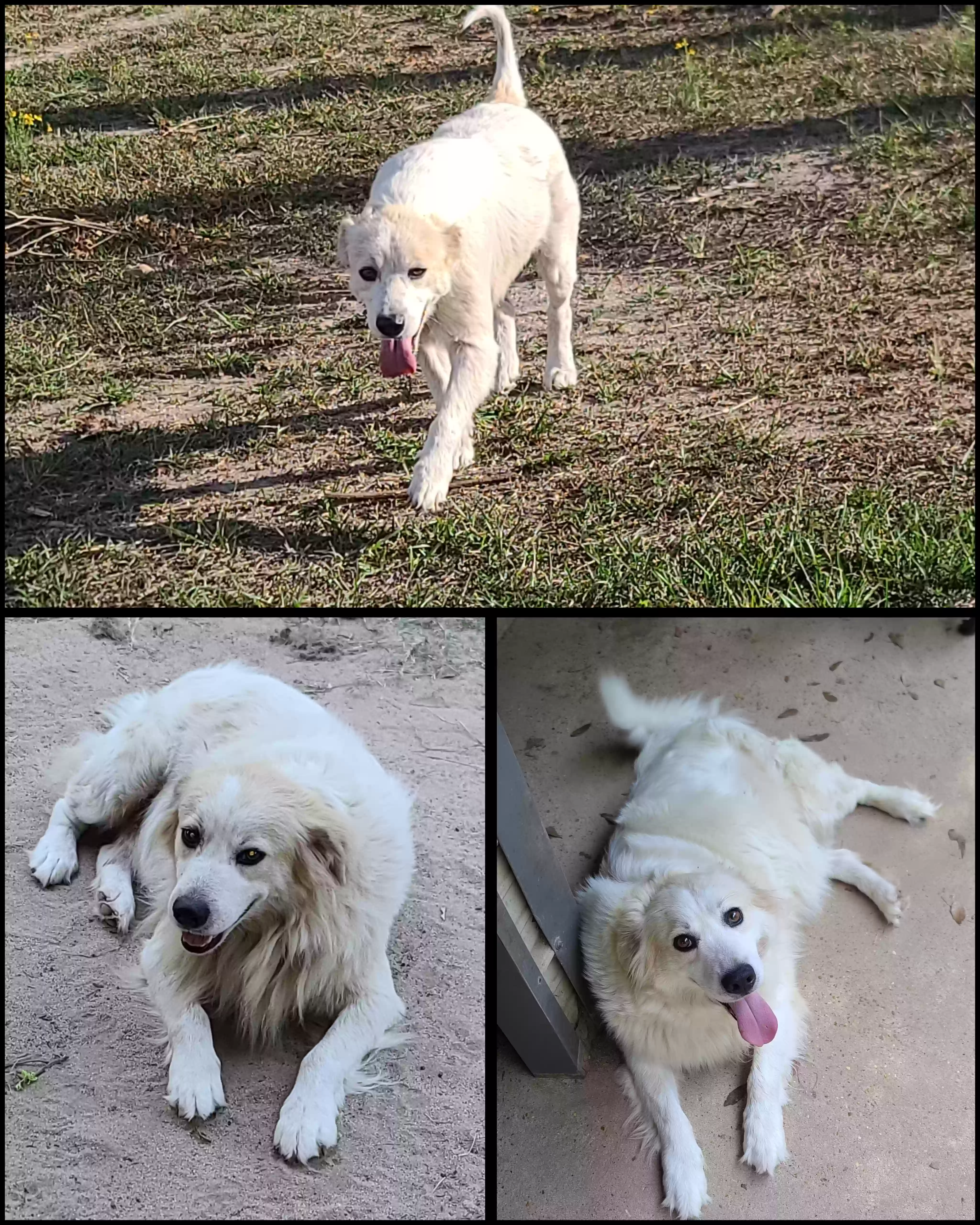 adoptable Dog in Longville,LA named Afco