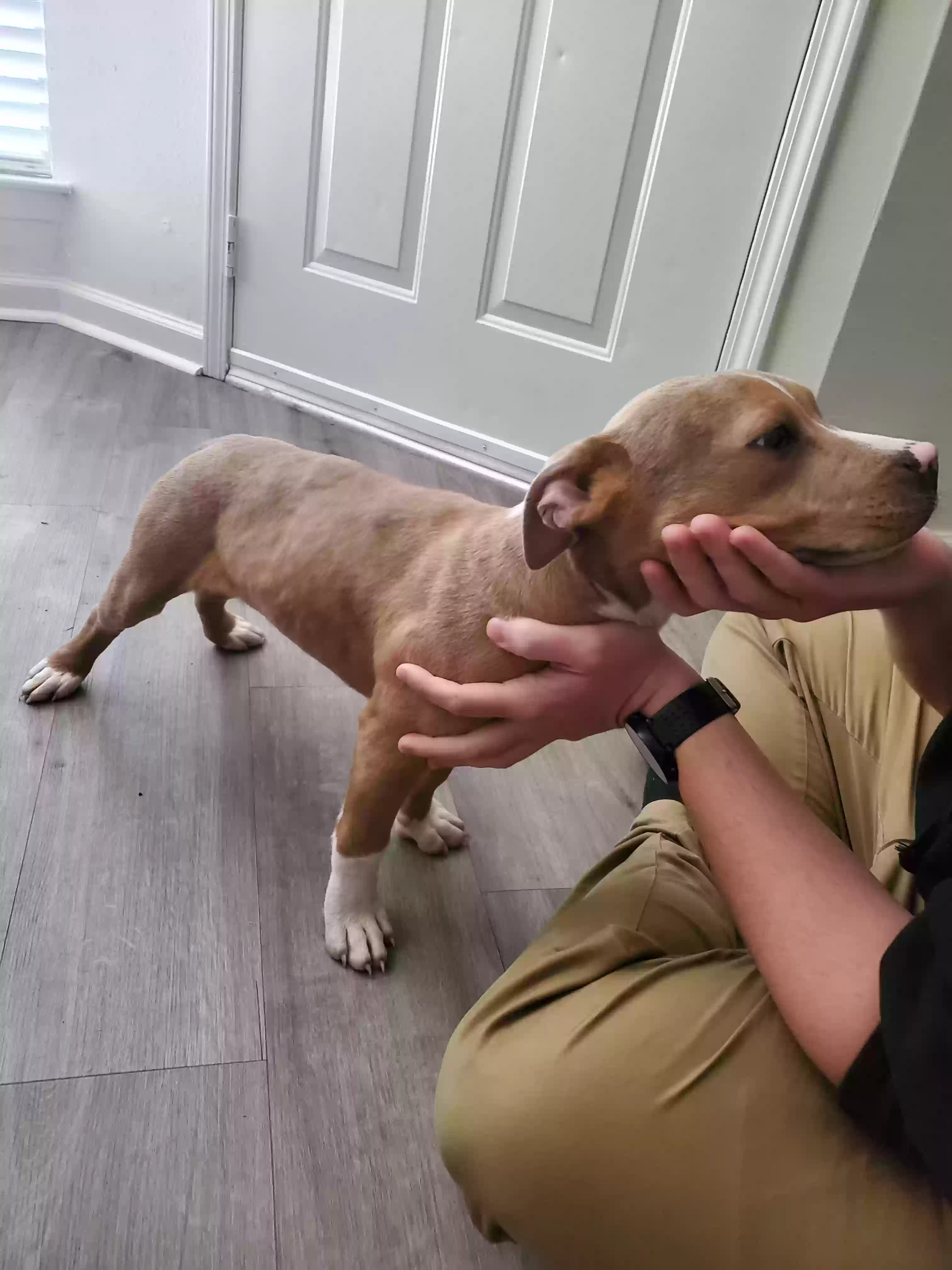 adoptable Dog in Denham Springs,LA named 