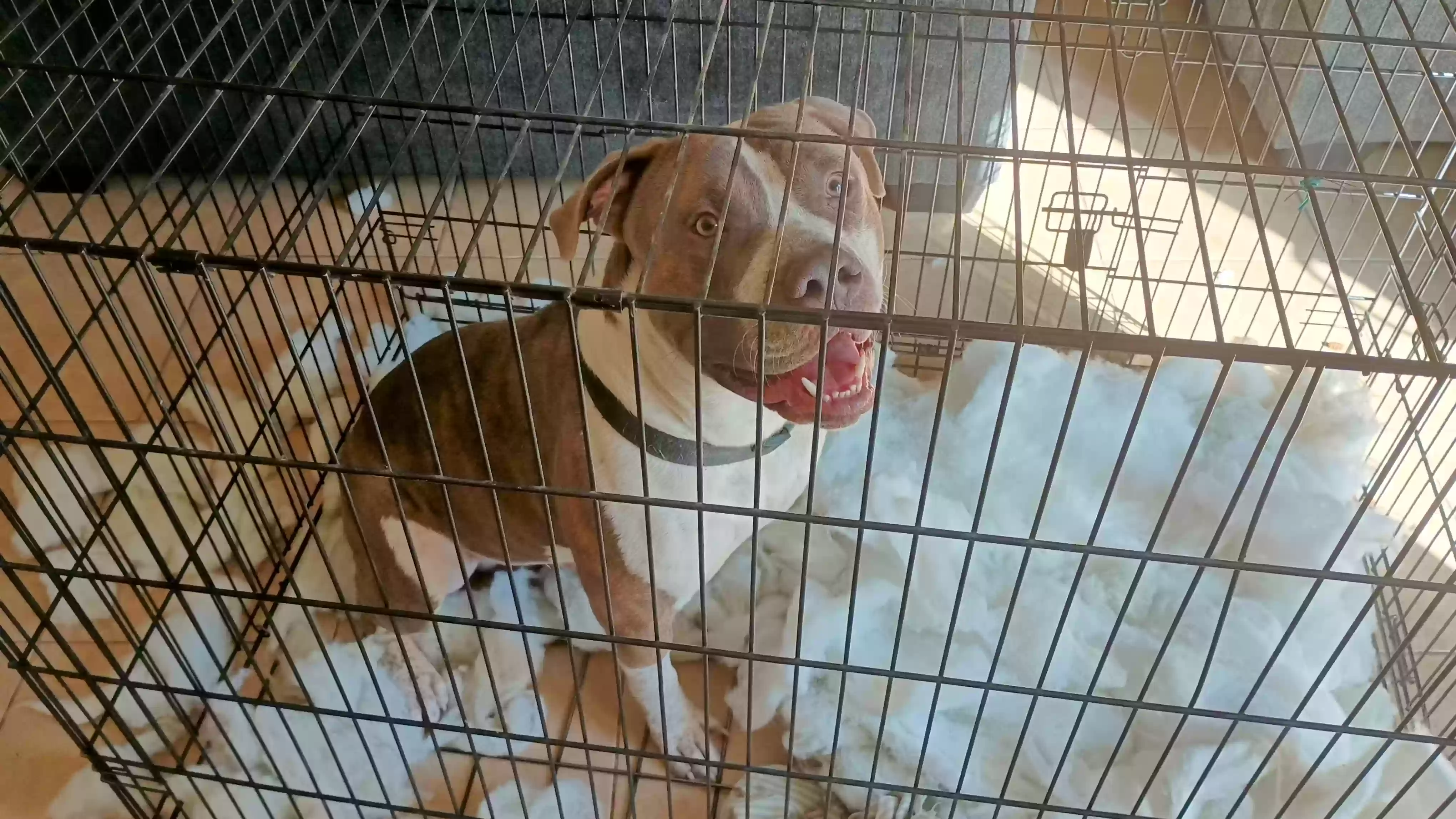 adoptable Dog in Glendale,AZ named Biggie