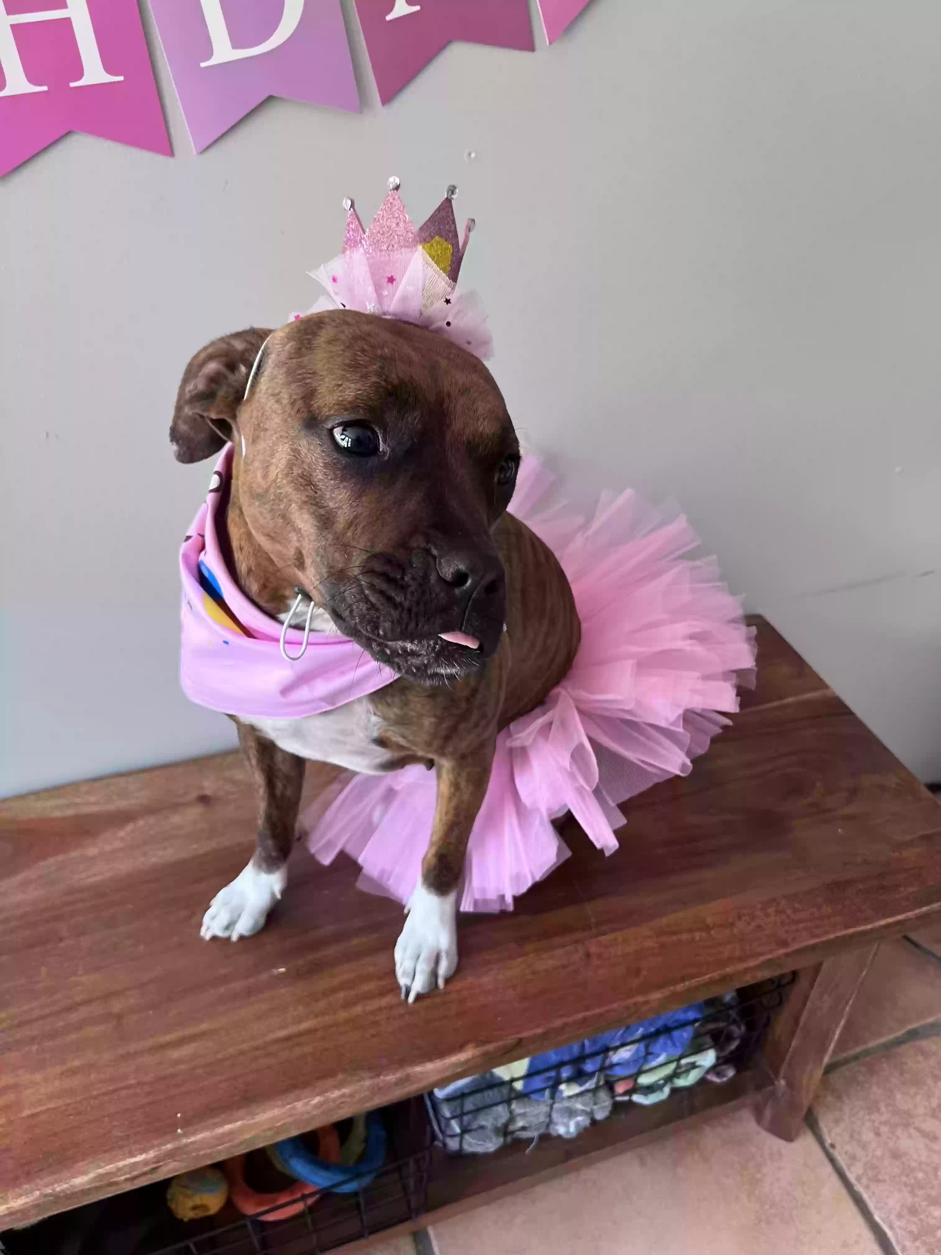adoptable Dog in Sanford,FL named Phoebe