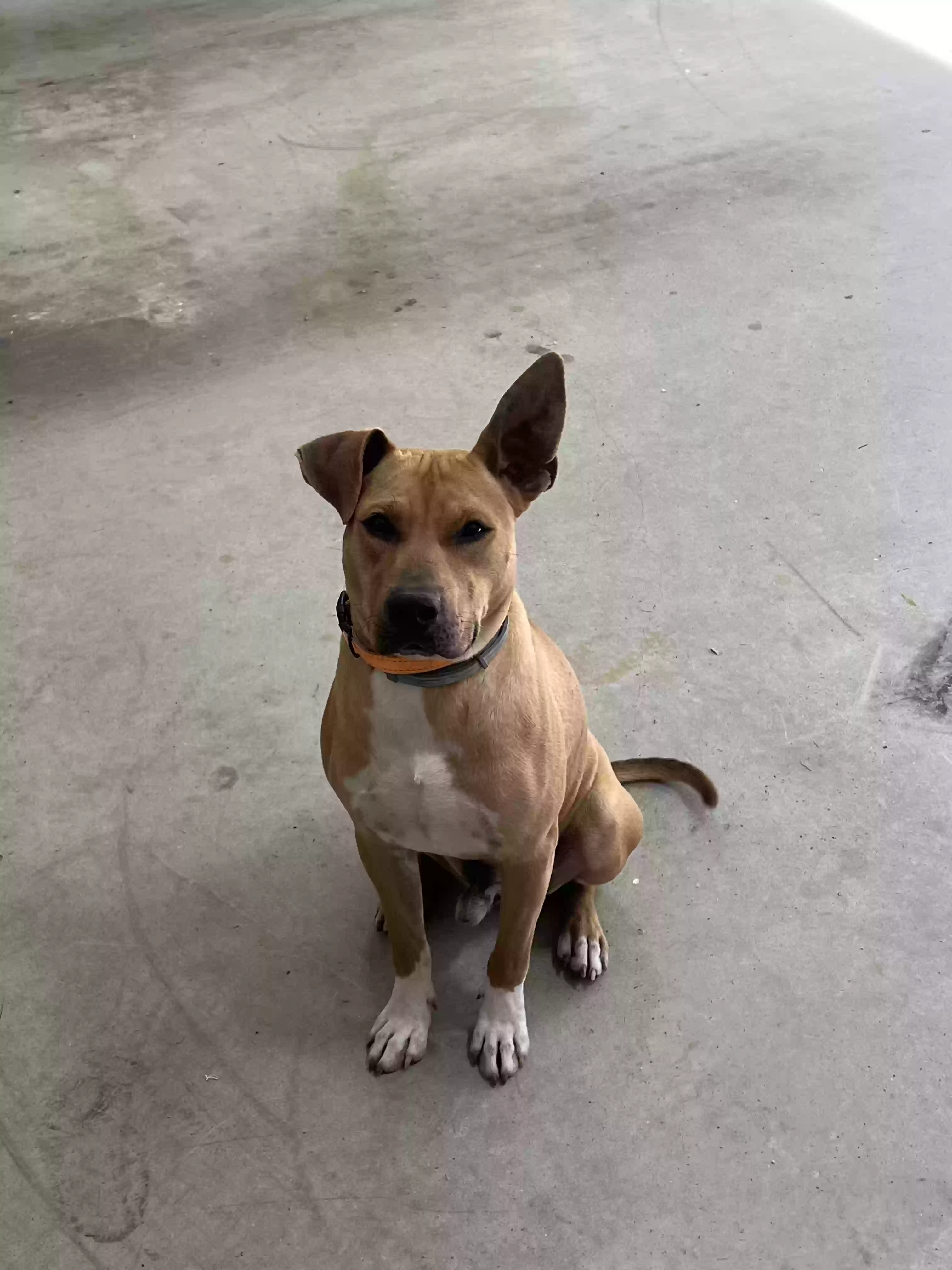 adoptable Dog in Pineland,TX named Emmitt