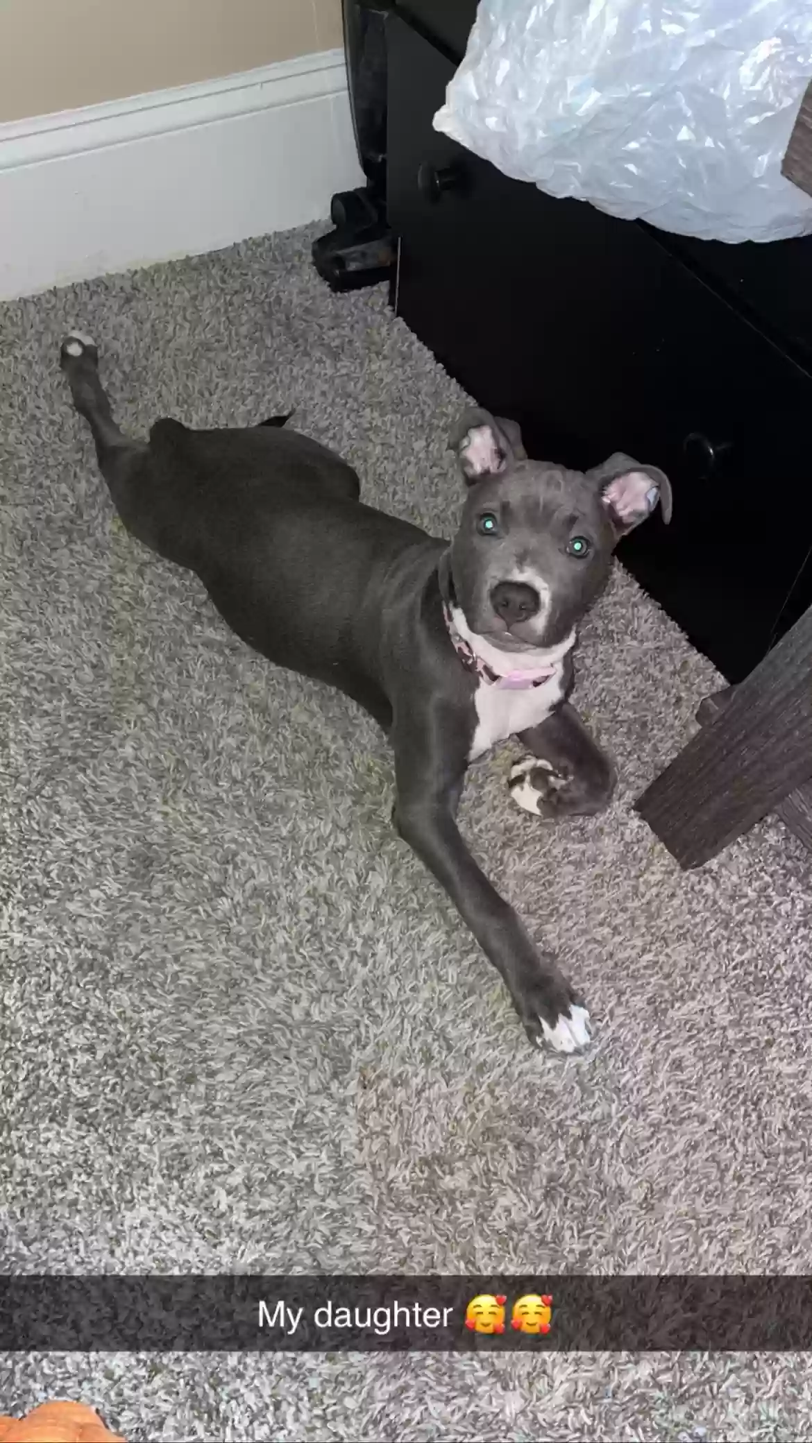 adoptable Dog in Chicago,IL named Skye Marie Washington