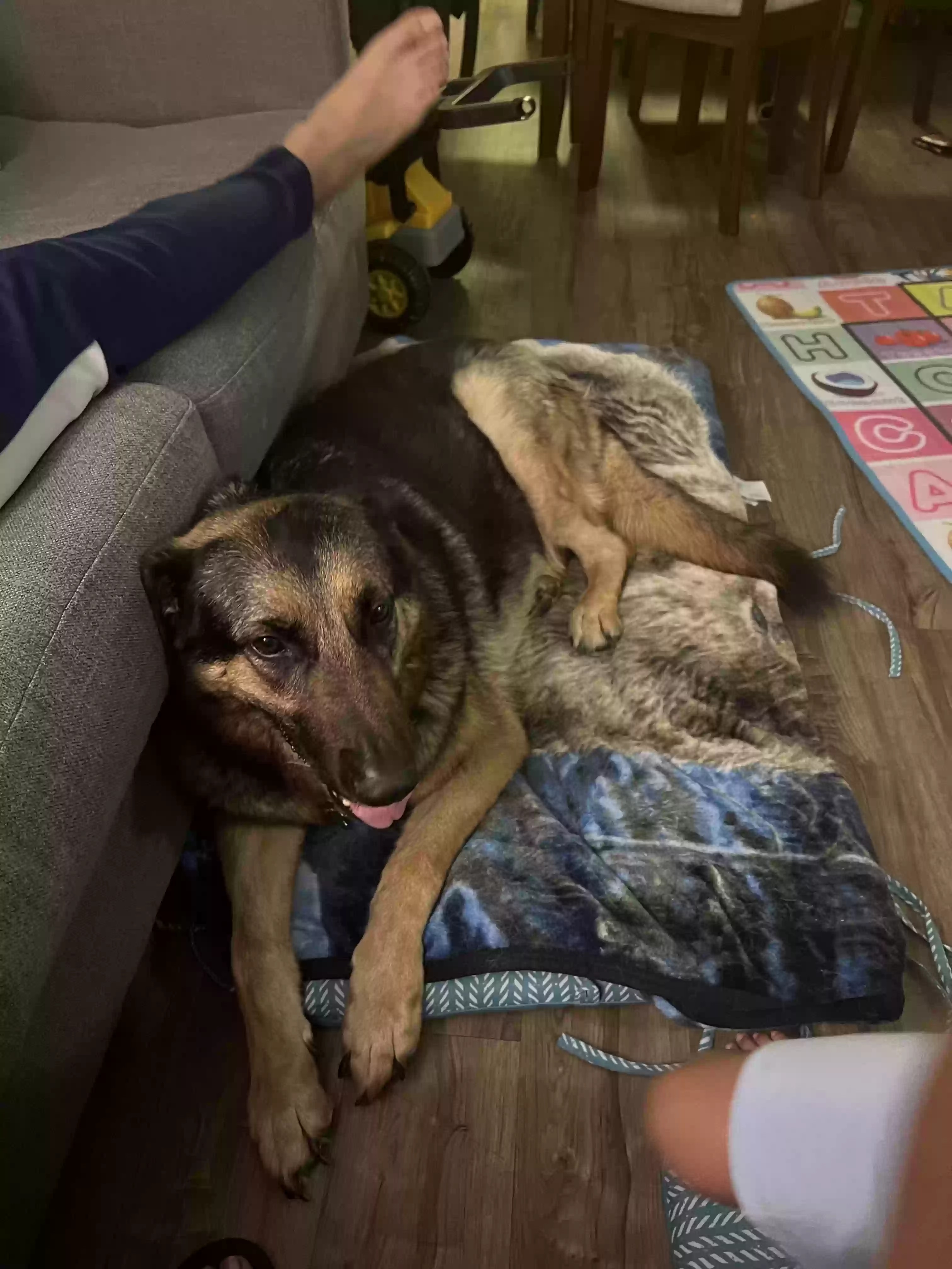 adoptable Dog in La Mirada,CA named Axel