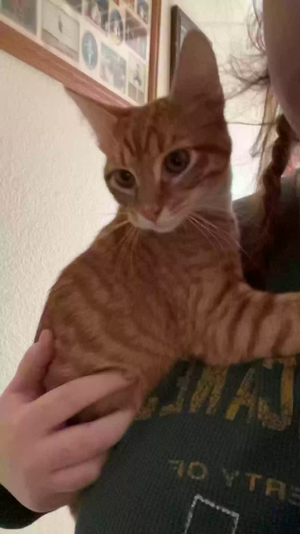adoptable Cat in Hurst,TX named Garfield