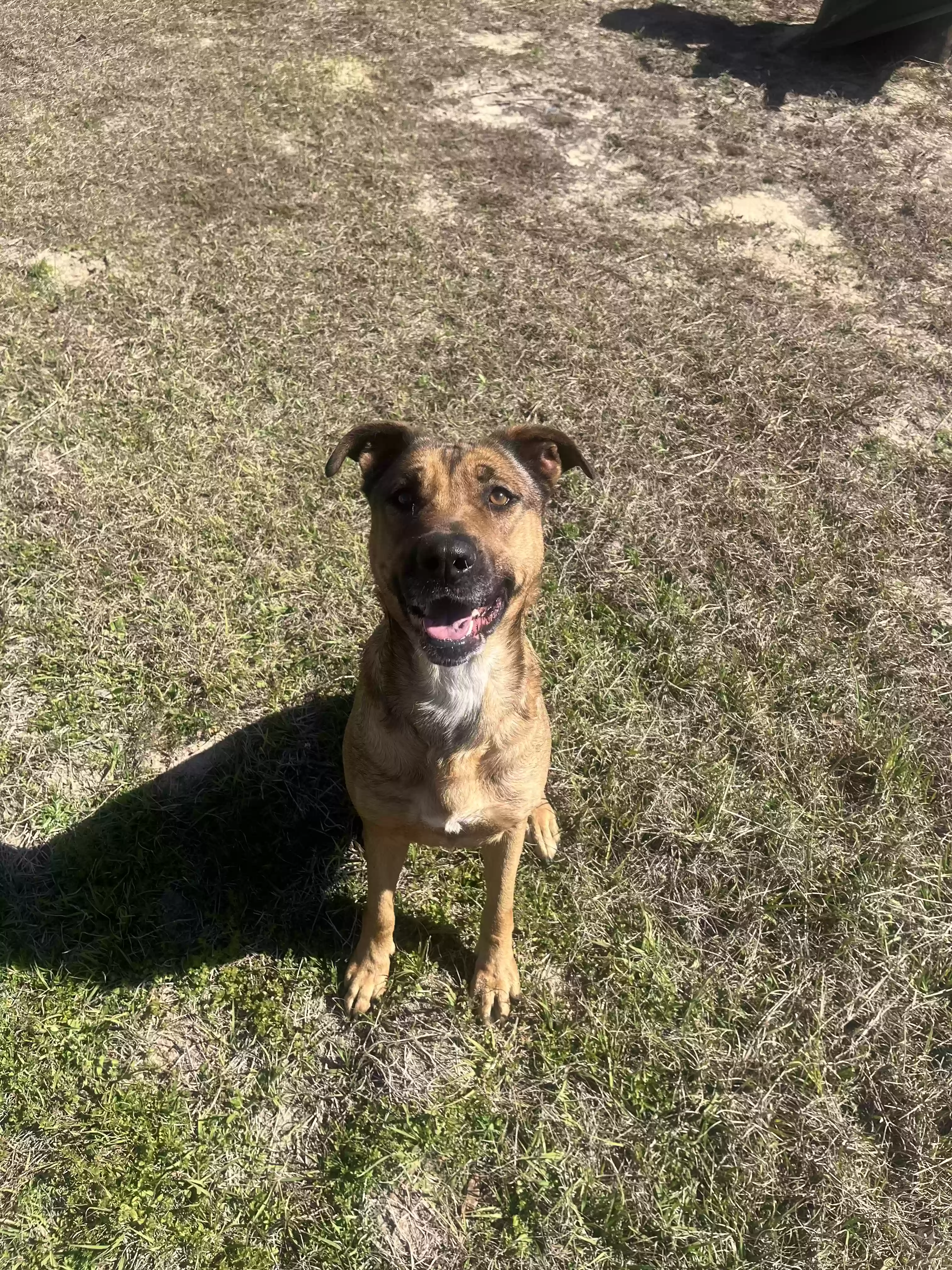 adoptable Dog in Milton,FL named River