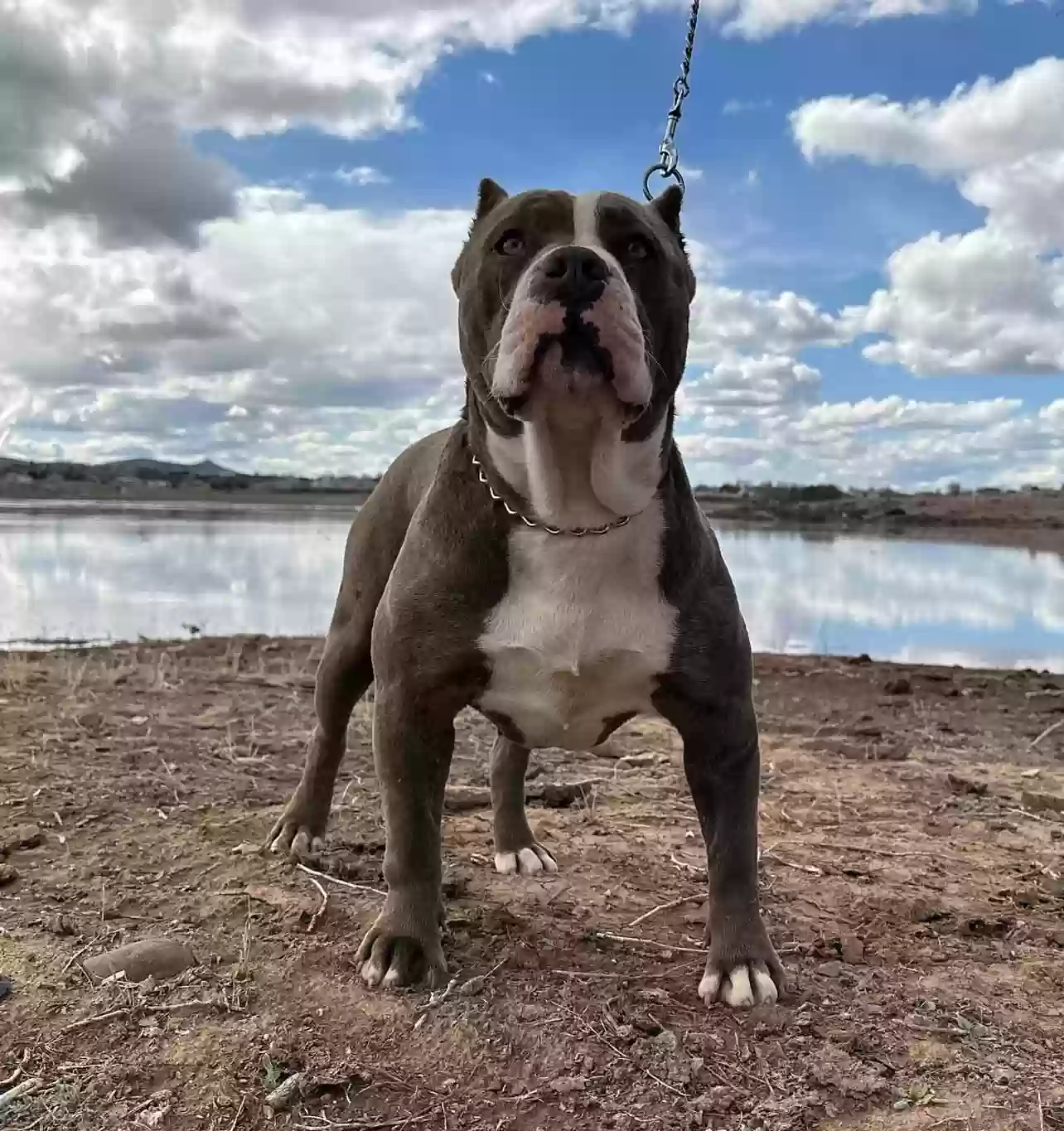 adoptable Dog in Phoenix,AZ named Phoenix