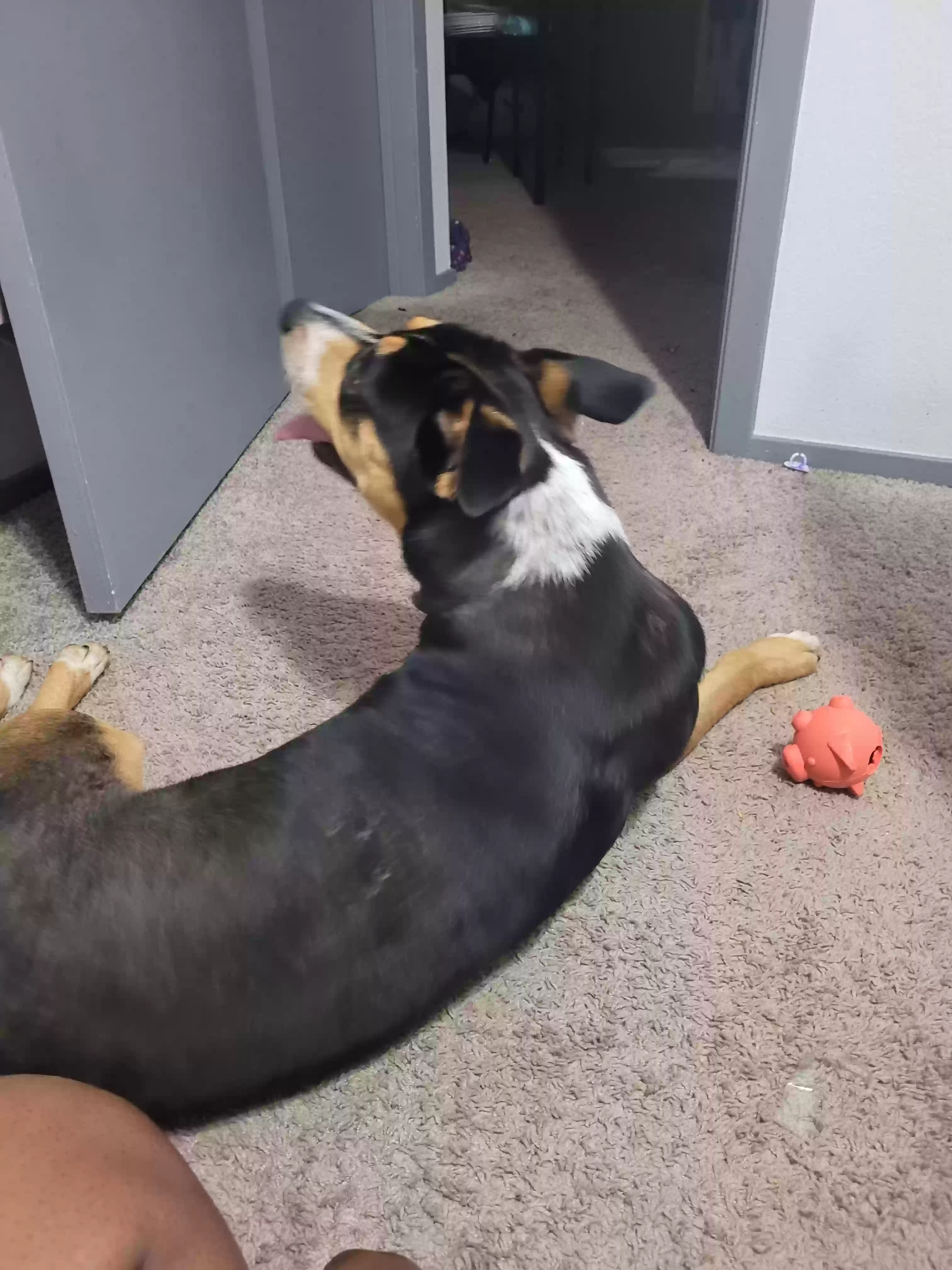 adoptable Dog in Abilene,TX named Gambit