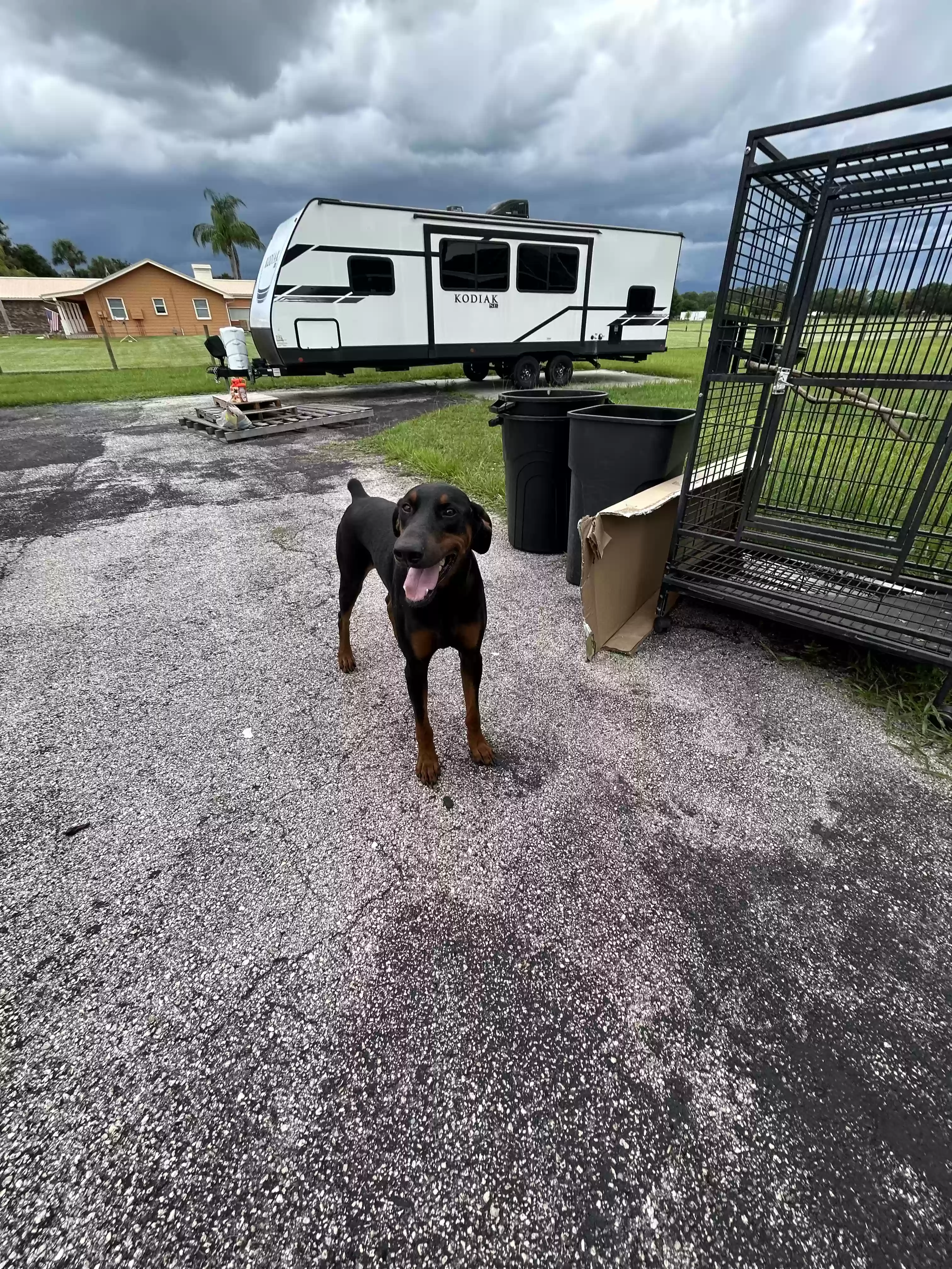 adoptable Dog in Okeechobee,FL named Zeus