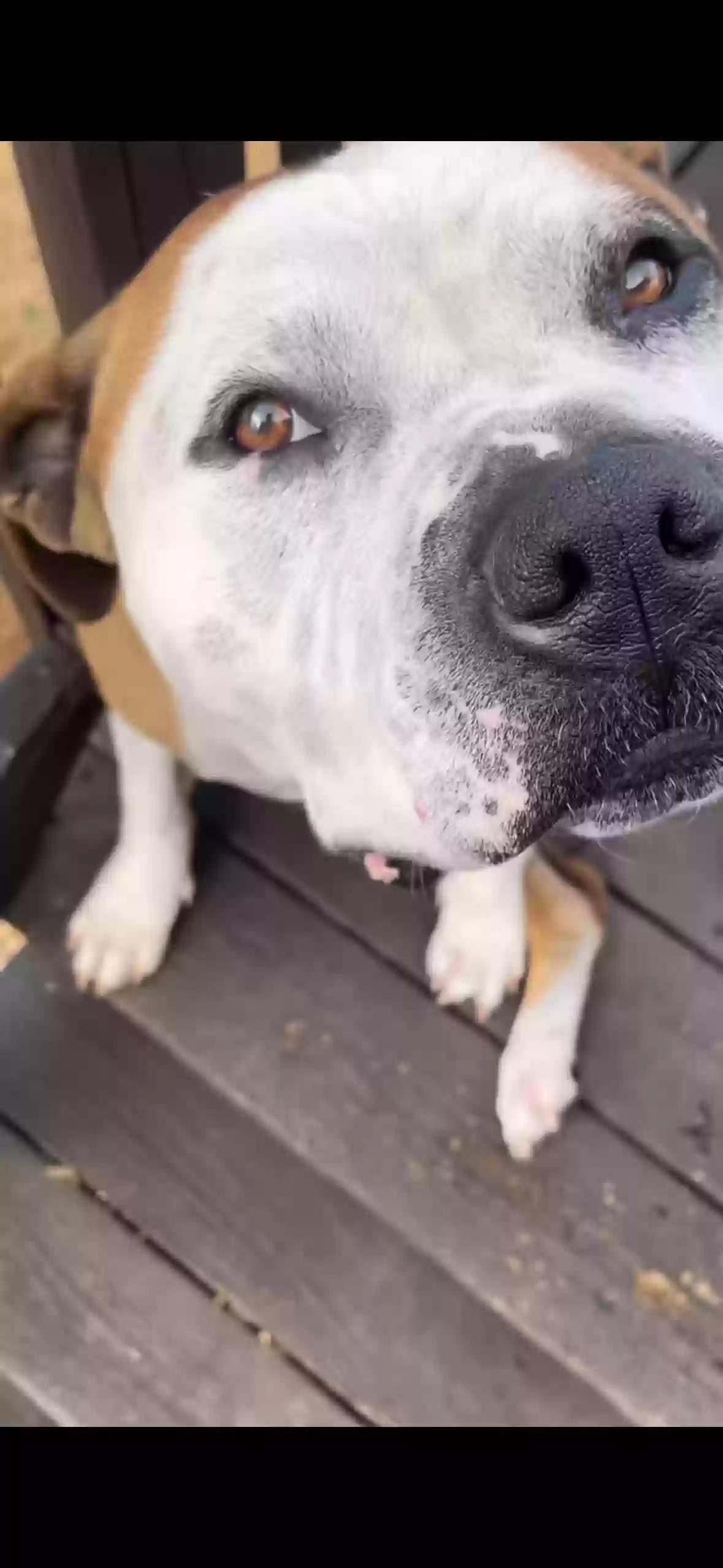 adoptable Dog in Hiram,GA named Rocko