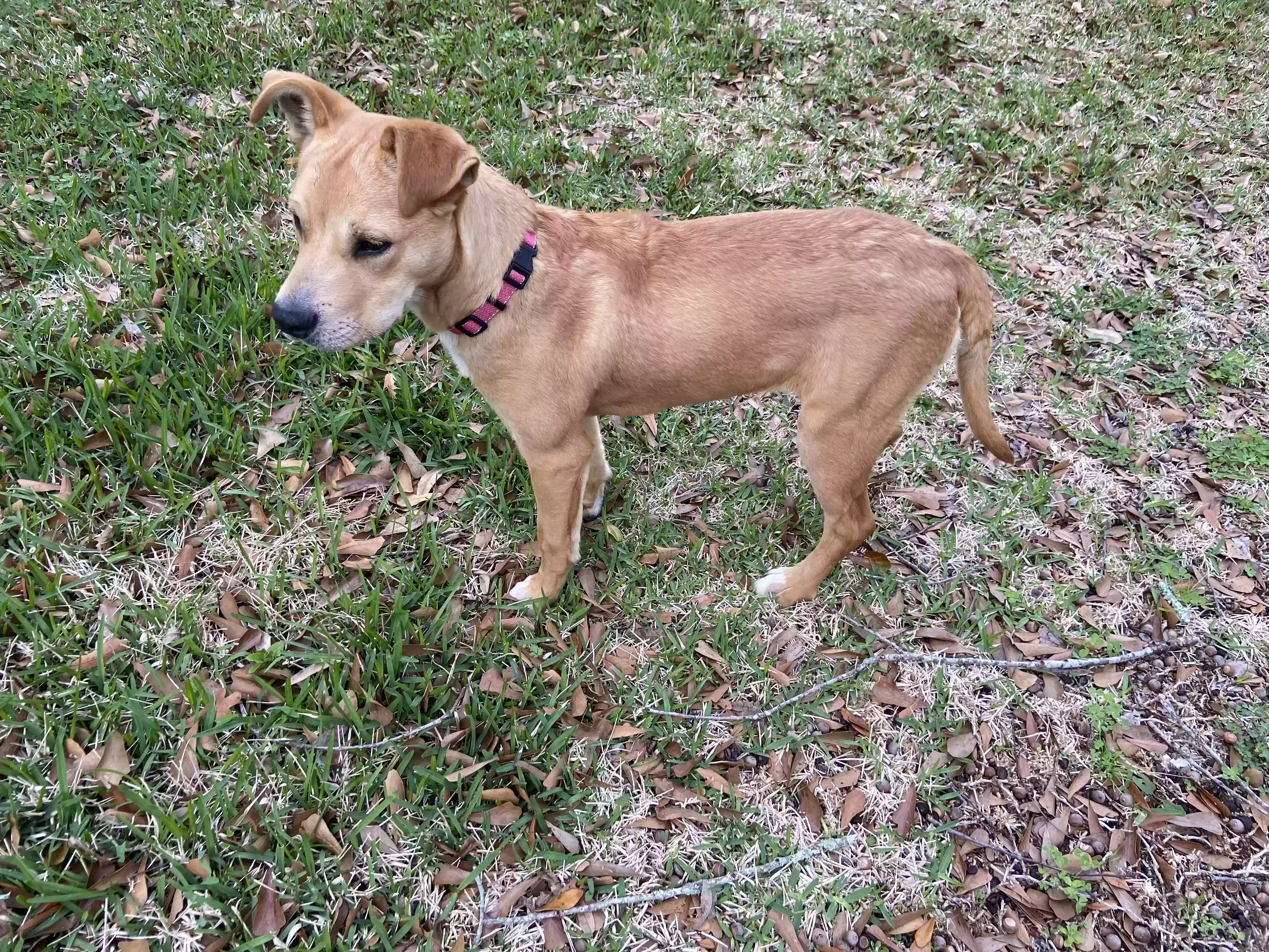 adoptable Dog in New Iberia,LA named Puppy