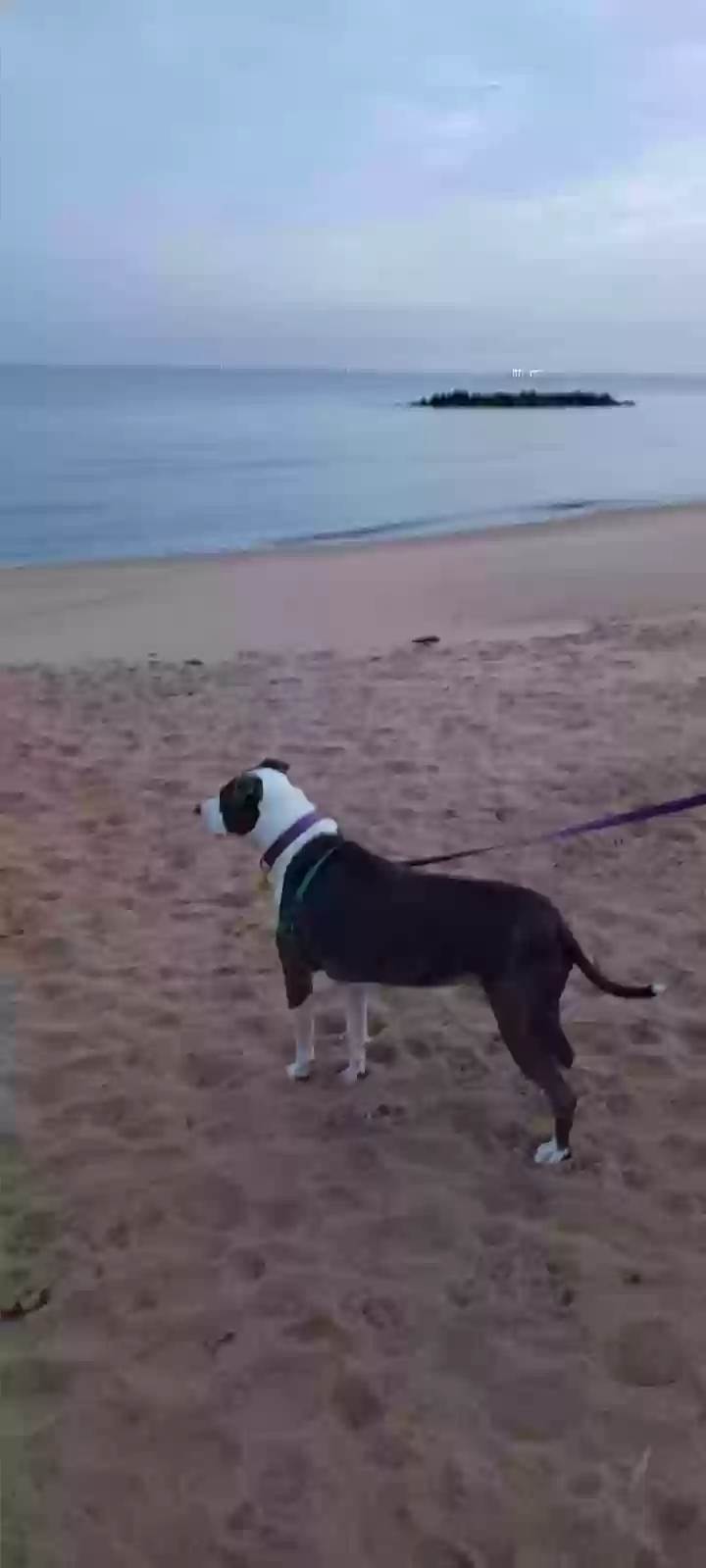 adoptable Dog in Virginia Beach,VA named Clare
