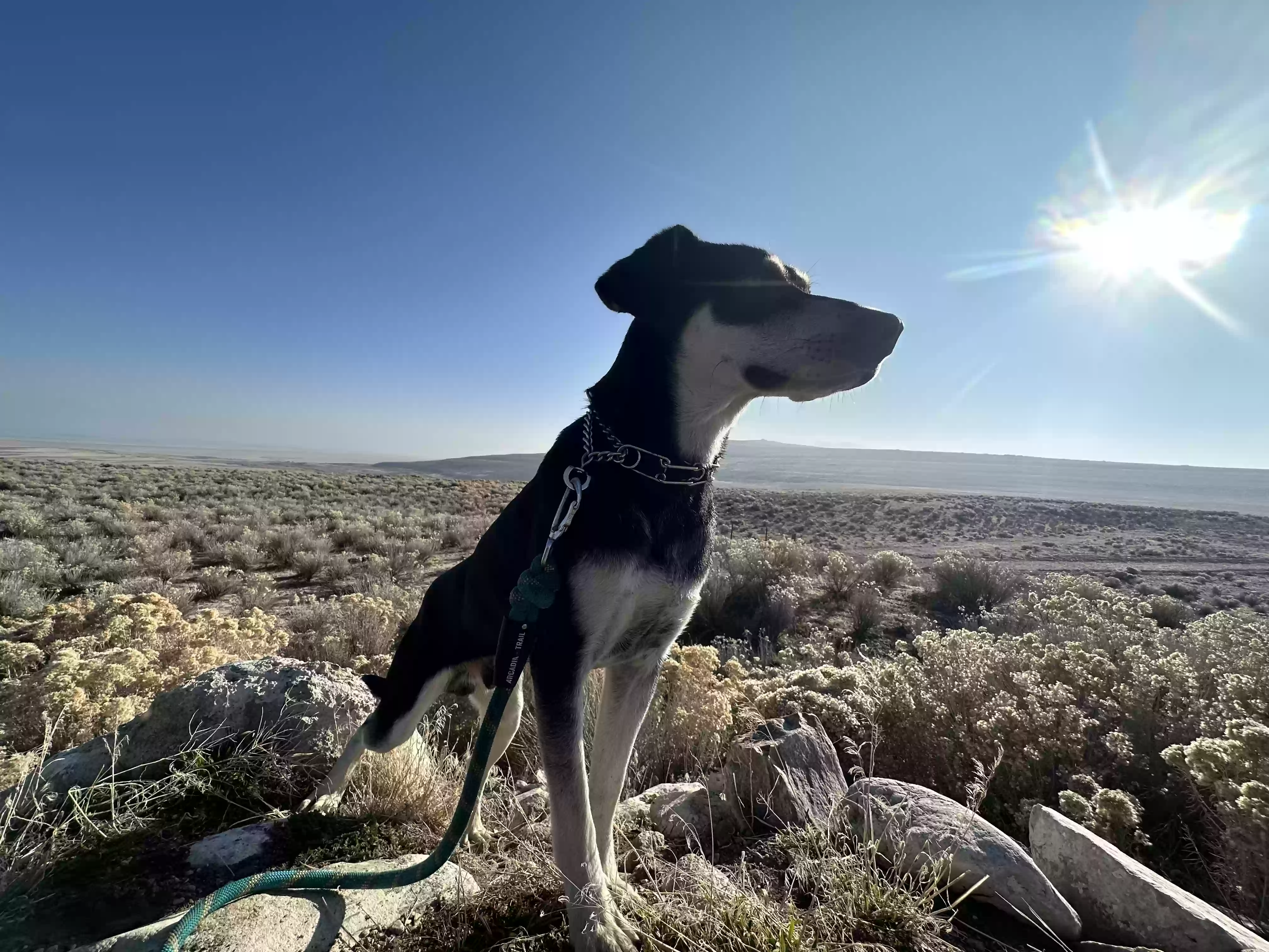 adoptable Dog in North Salt Lake,UT named Rocky