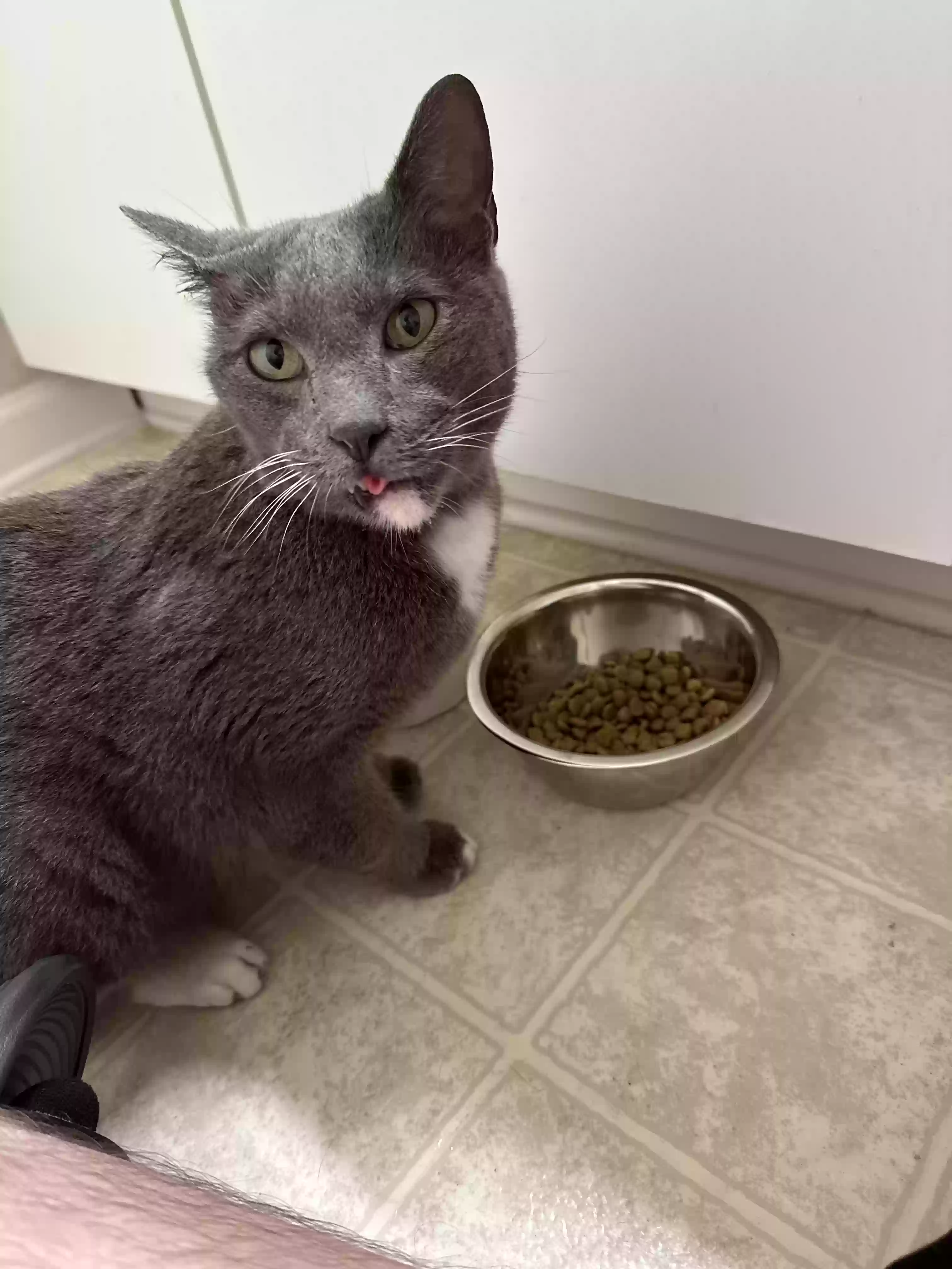 adoptable Cat in Chattanooga,TN named Poncho