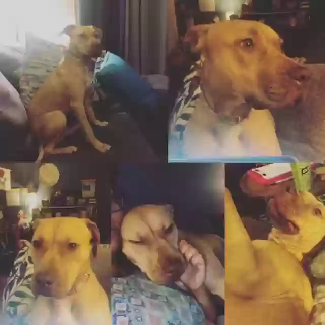 adoptable Dog in Tacoma,WA named Roxy (Roxanne)