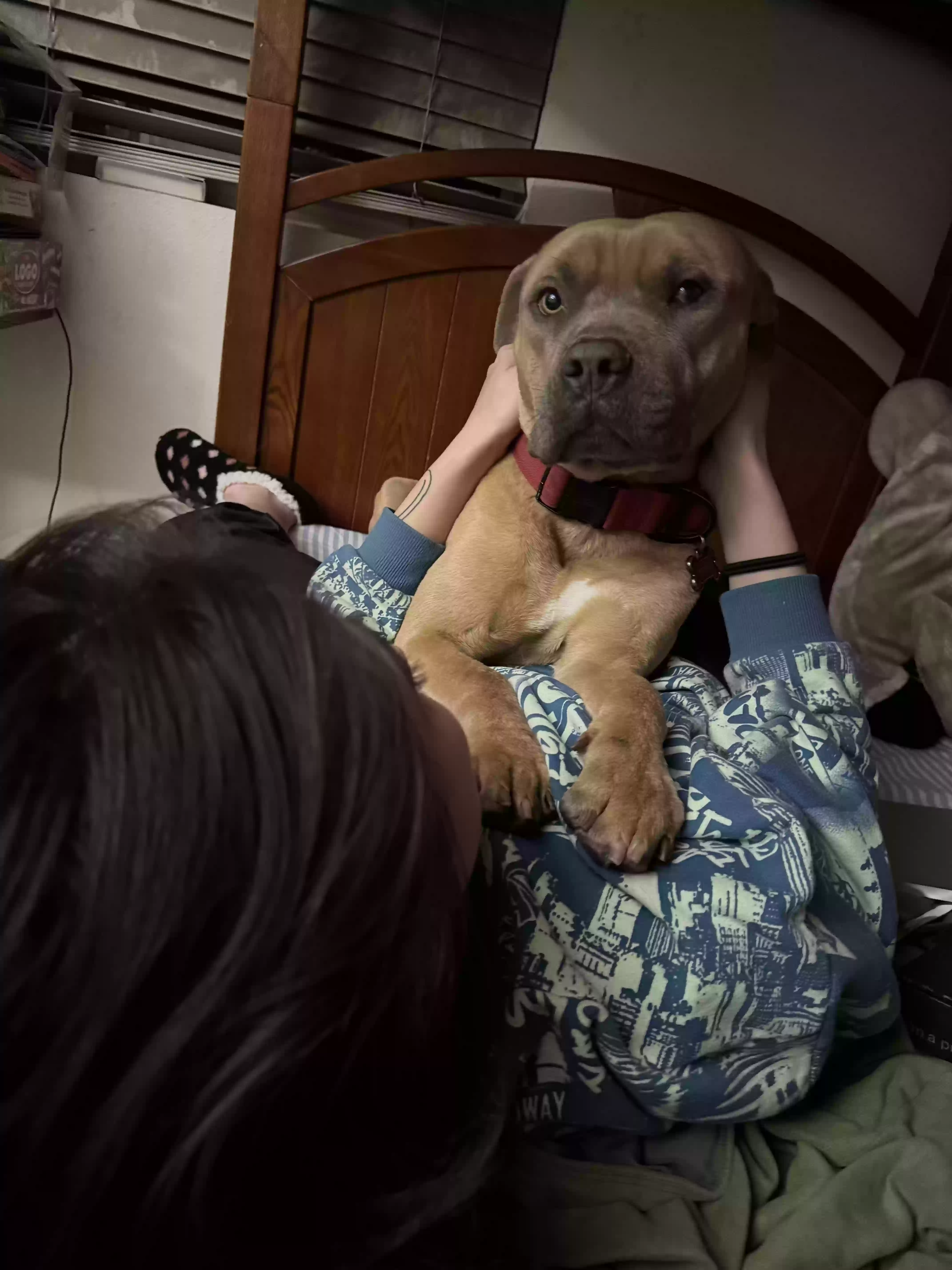 adoptable Dog in Fontana,CA named Ajax