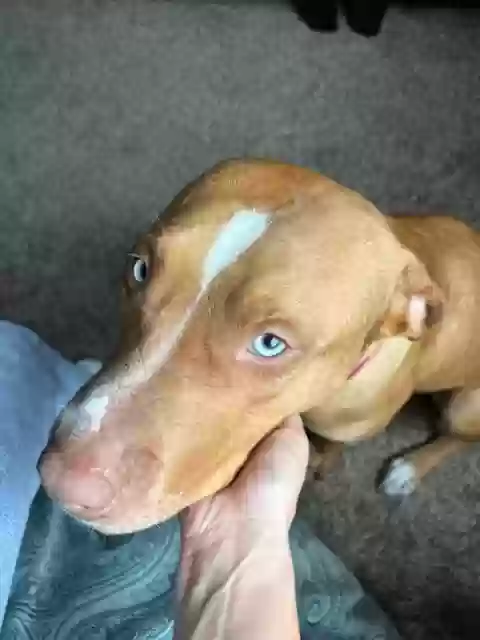 adoptable Dog in Riverside,CA named Lola