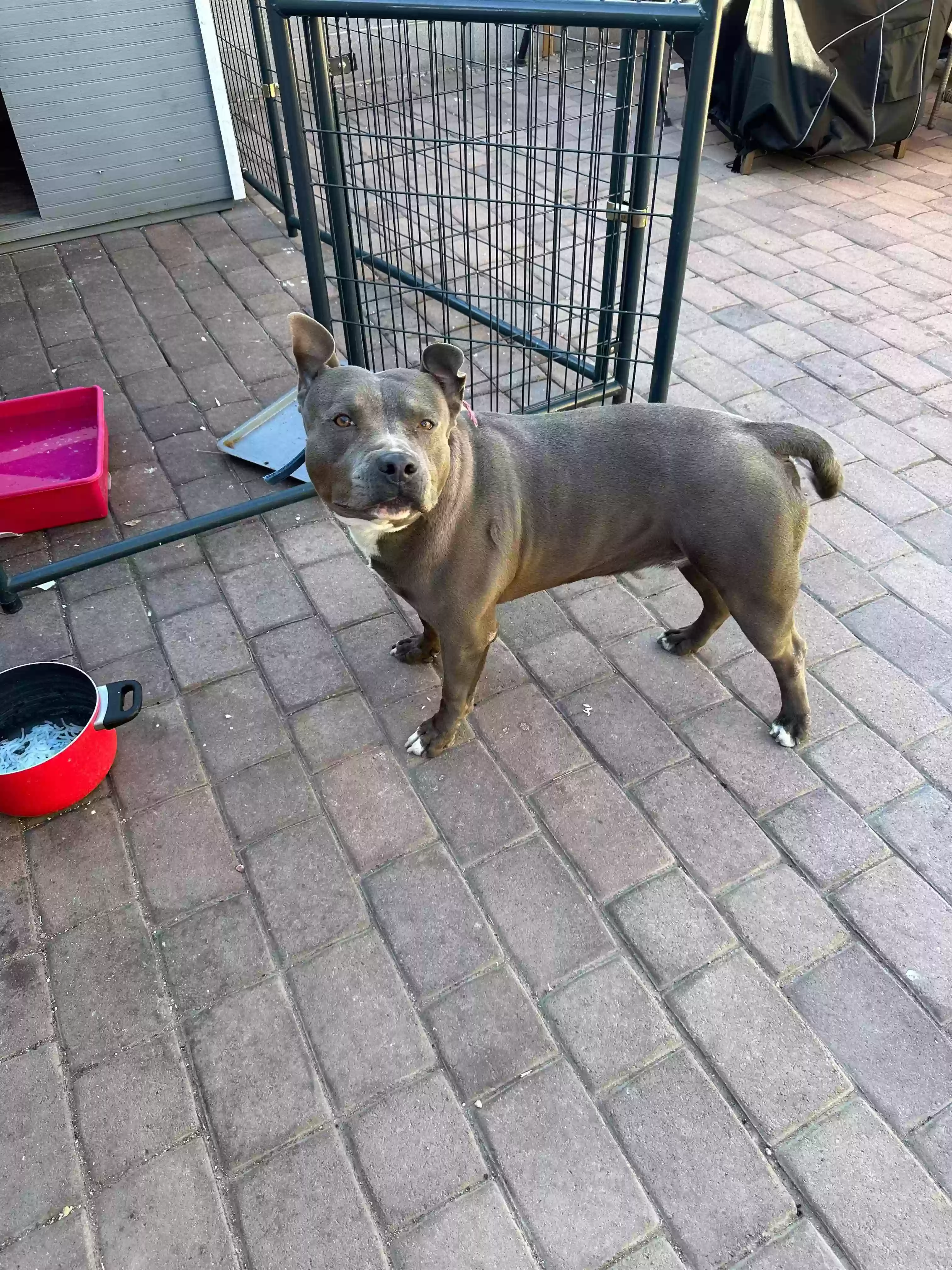adoptable Dog in Phoenix,AZ named Pepsi