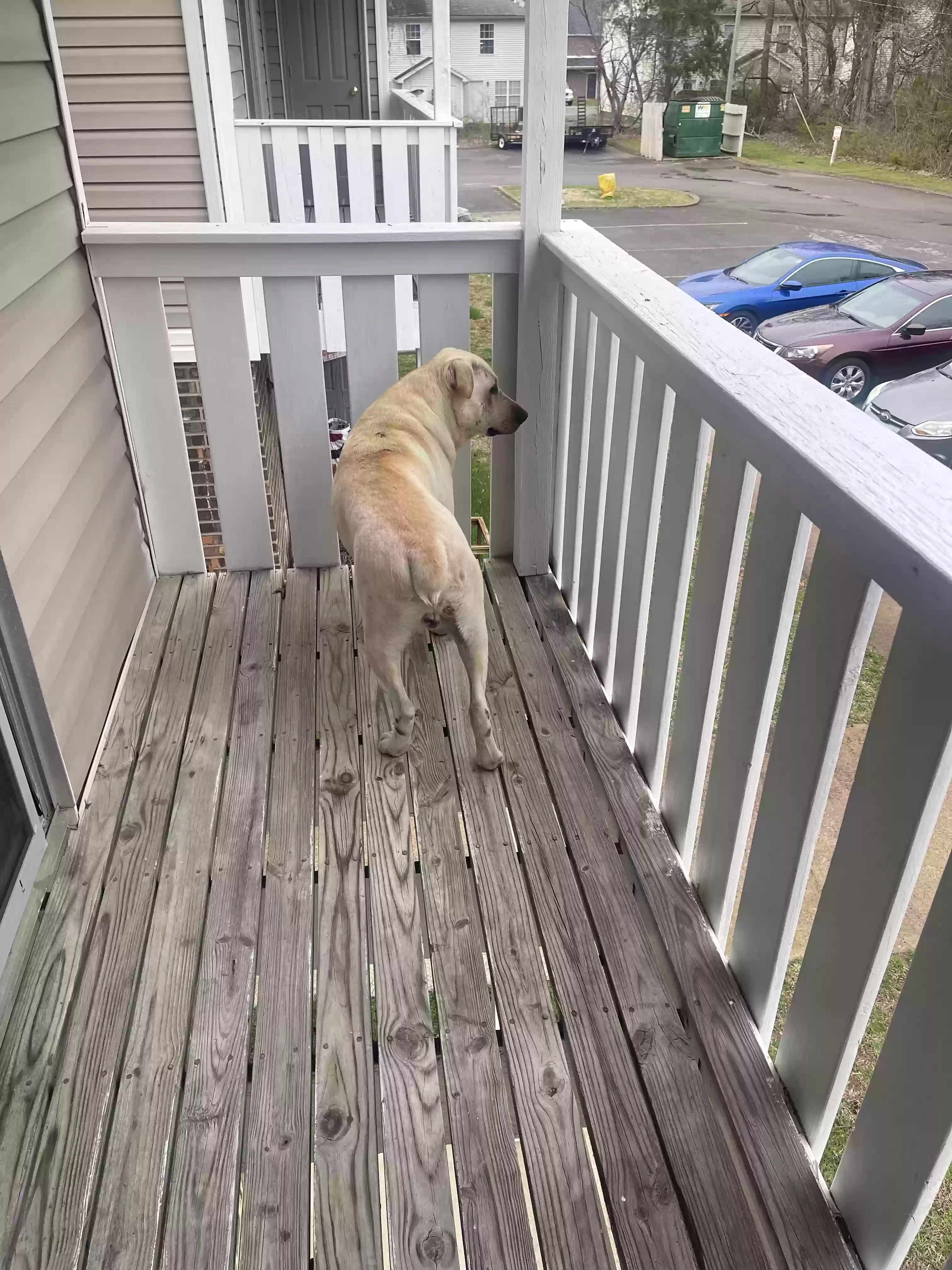 adoptable Dog in Murfreesboro,TN named Chase