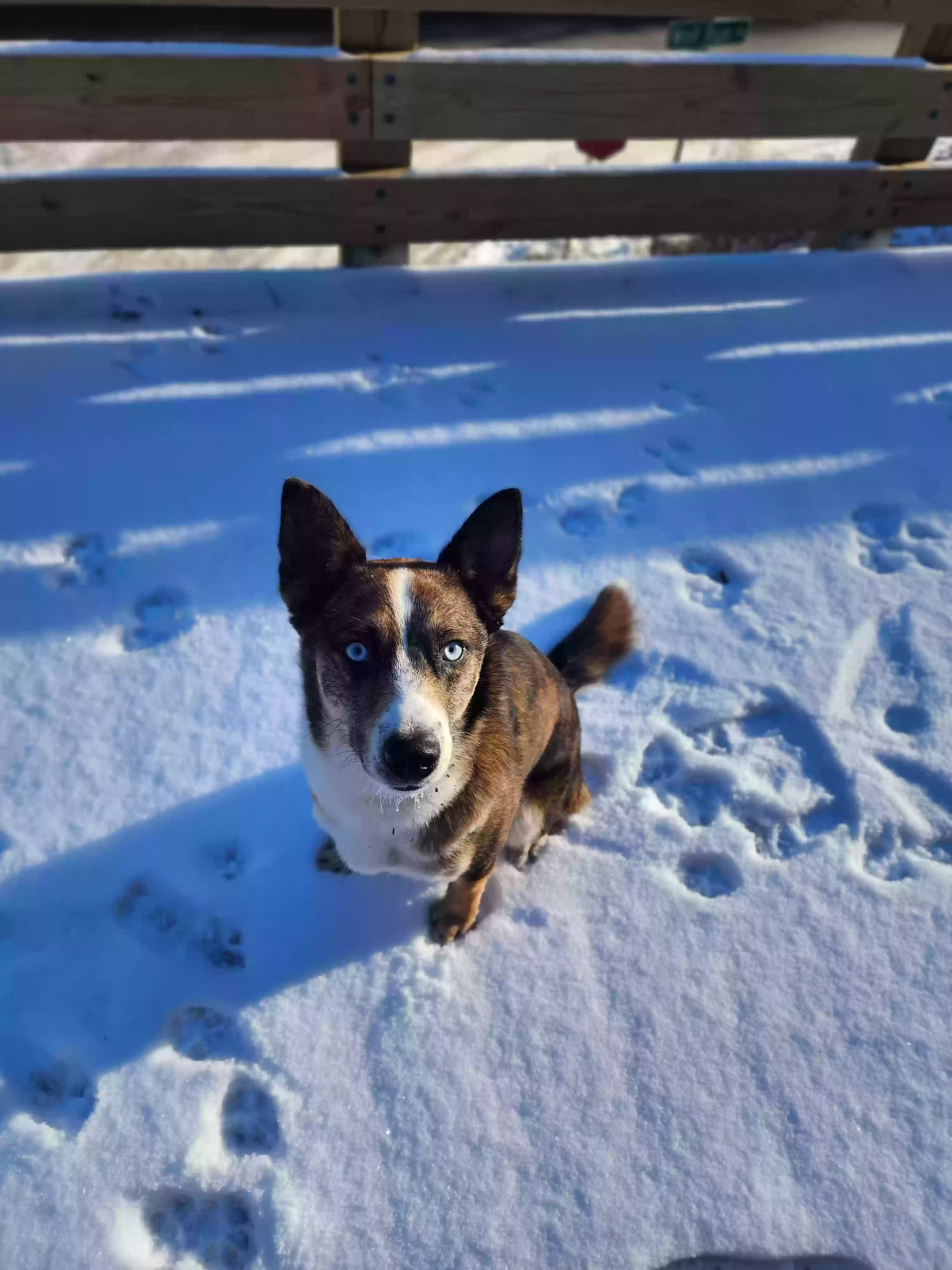 adoptable Dog in Pueblo,CO named Rex