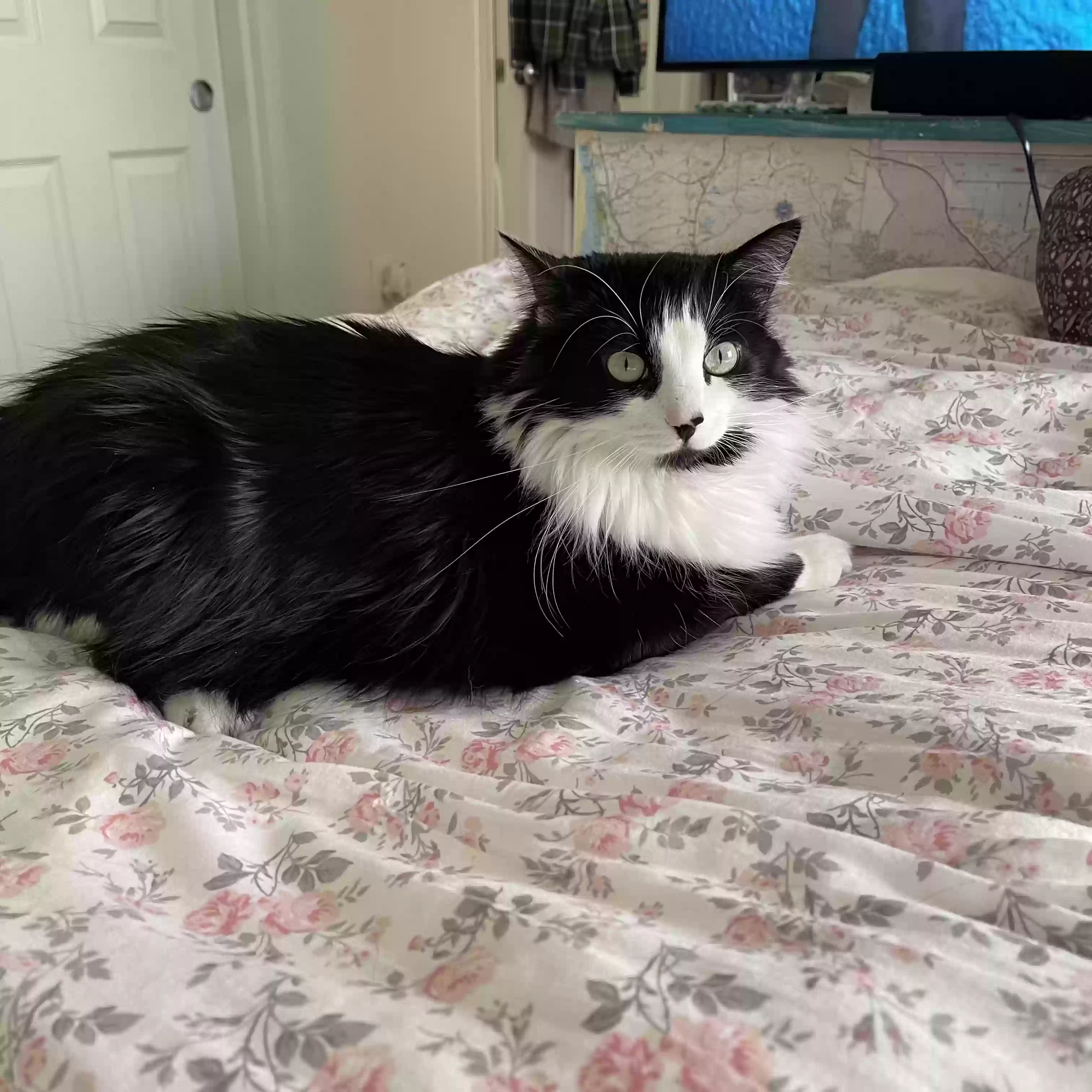 adoptable Cat in Lemoore,CA named Bailey