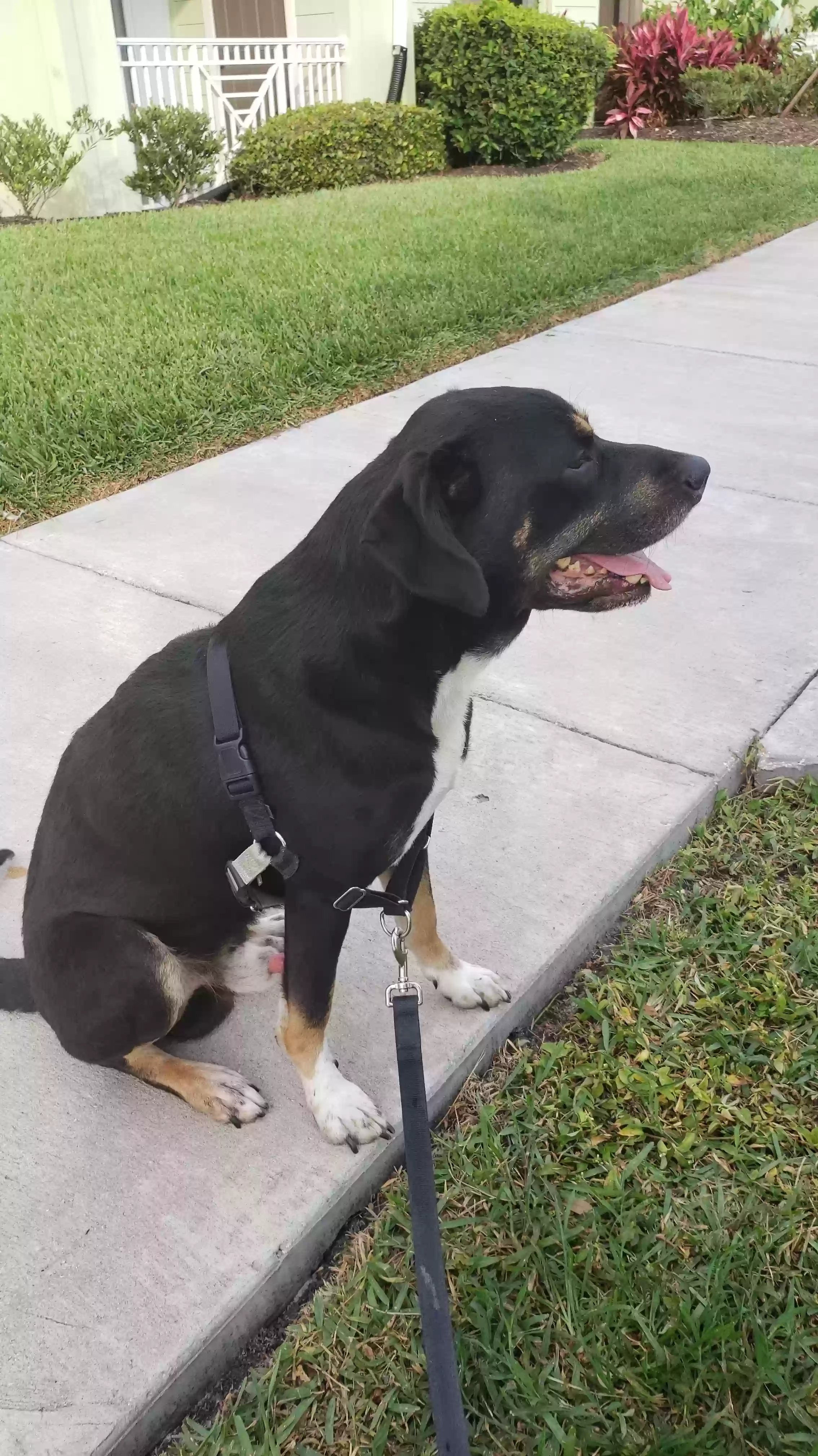 adoptable Dog in Sun City Center,FL named Midnight