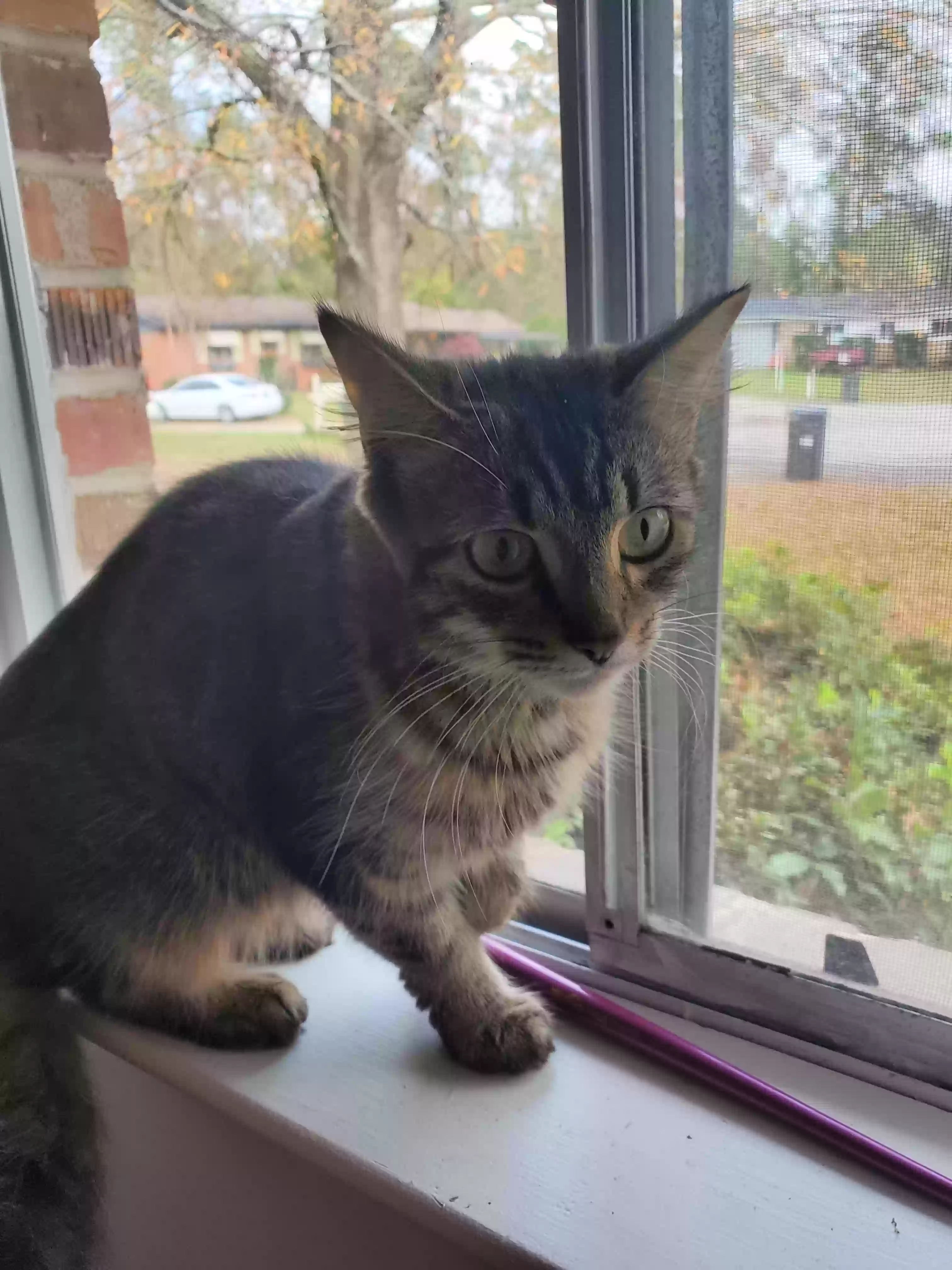 adoptable Cat in Augusta,GA named Zariah