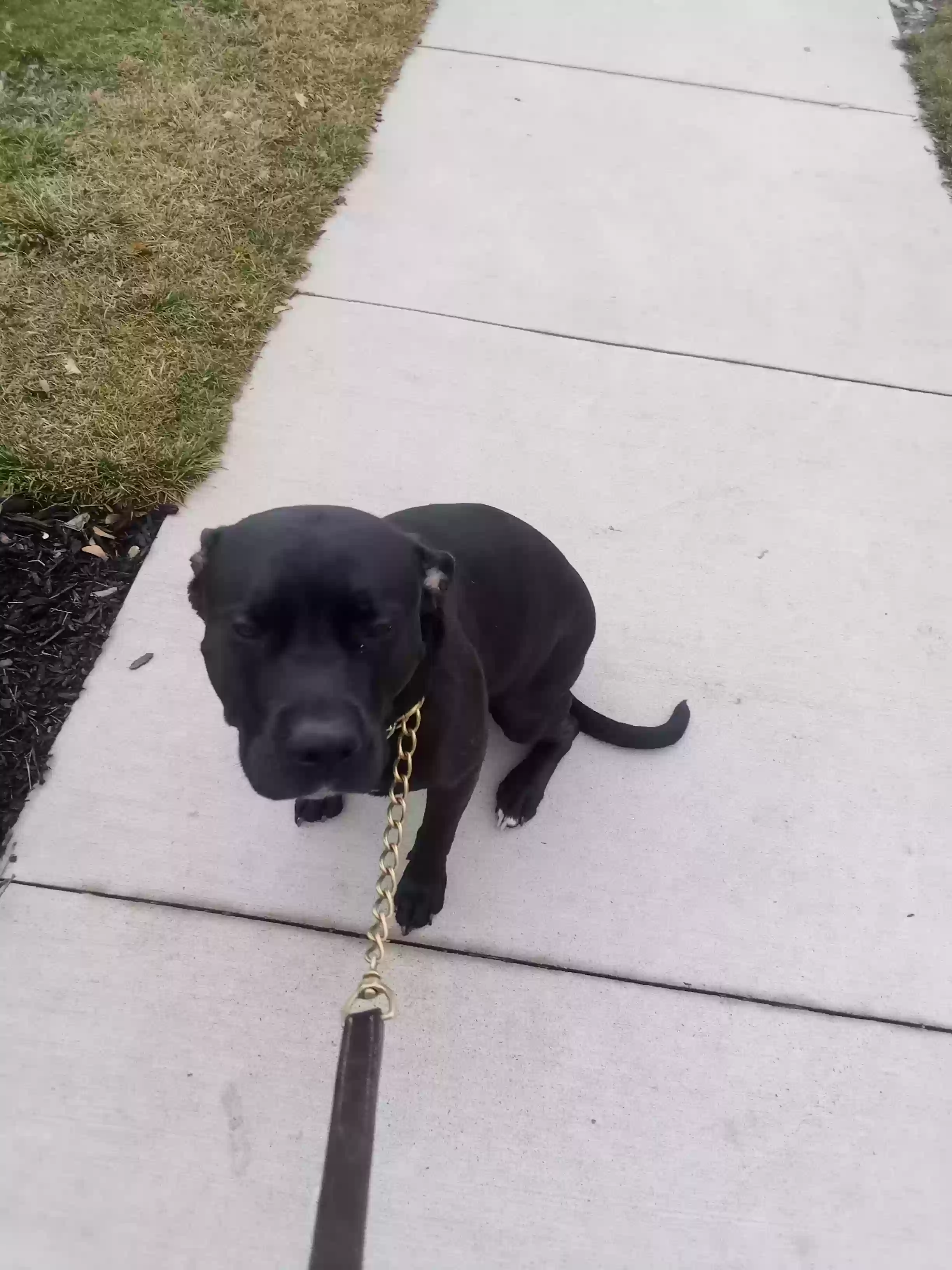 adoptable Dog in Akron,OH named Nyla