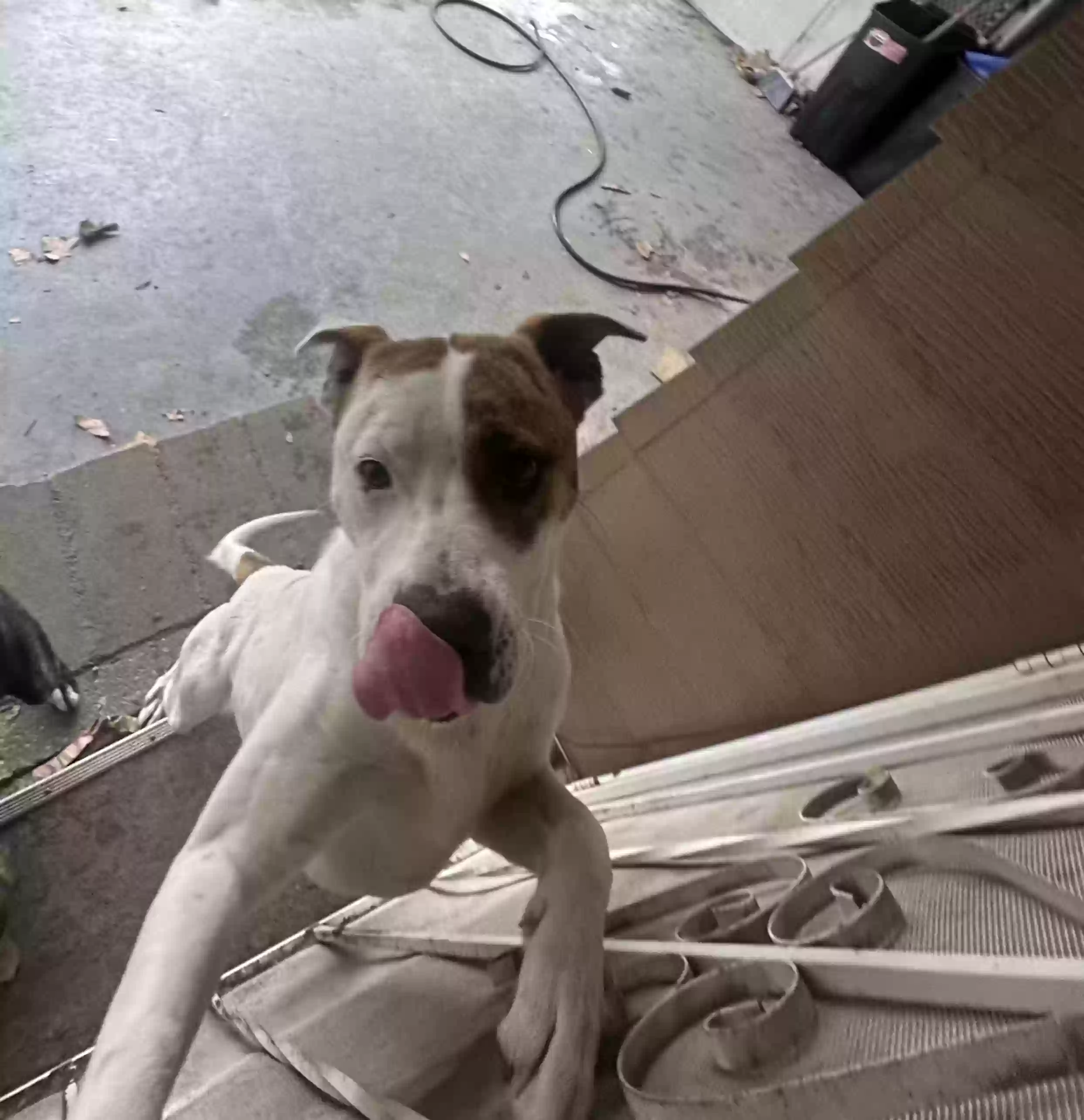 adoptable Dog in Hemet,CA named Scrappy