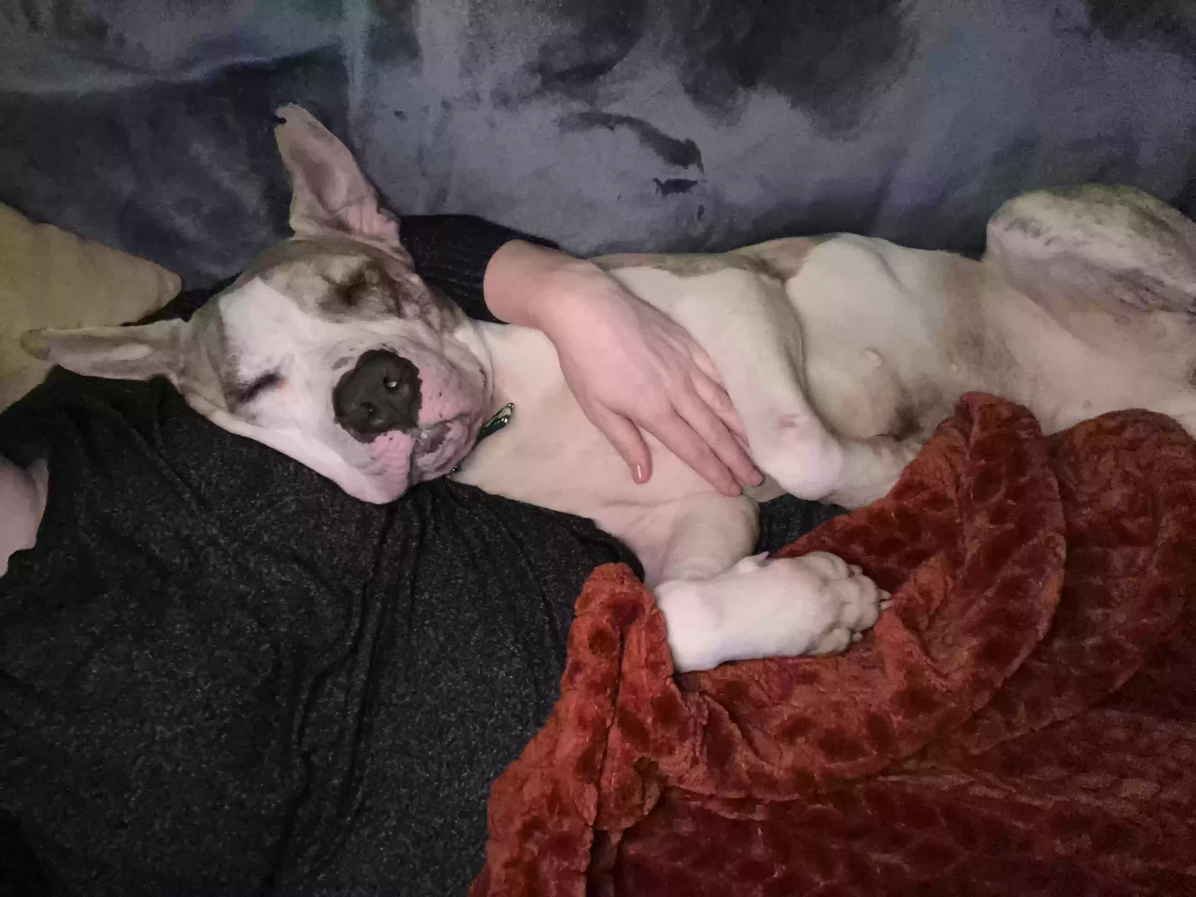 adoptable Dog in Norcross,GA named Teddy