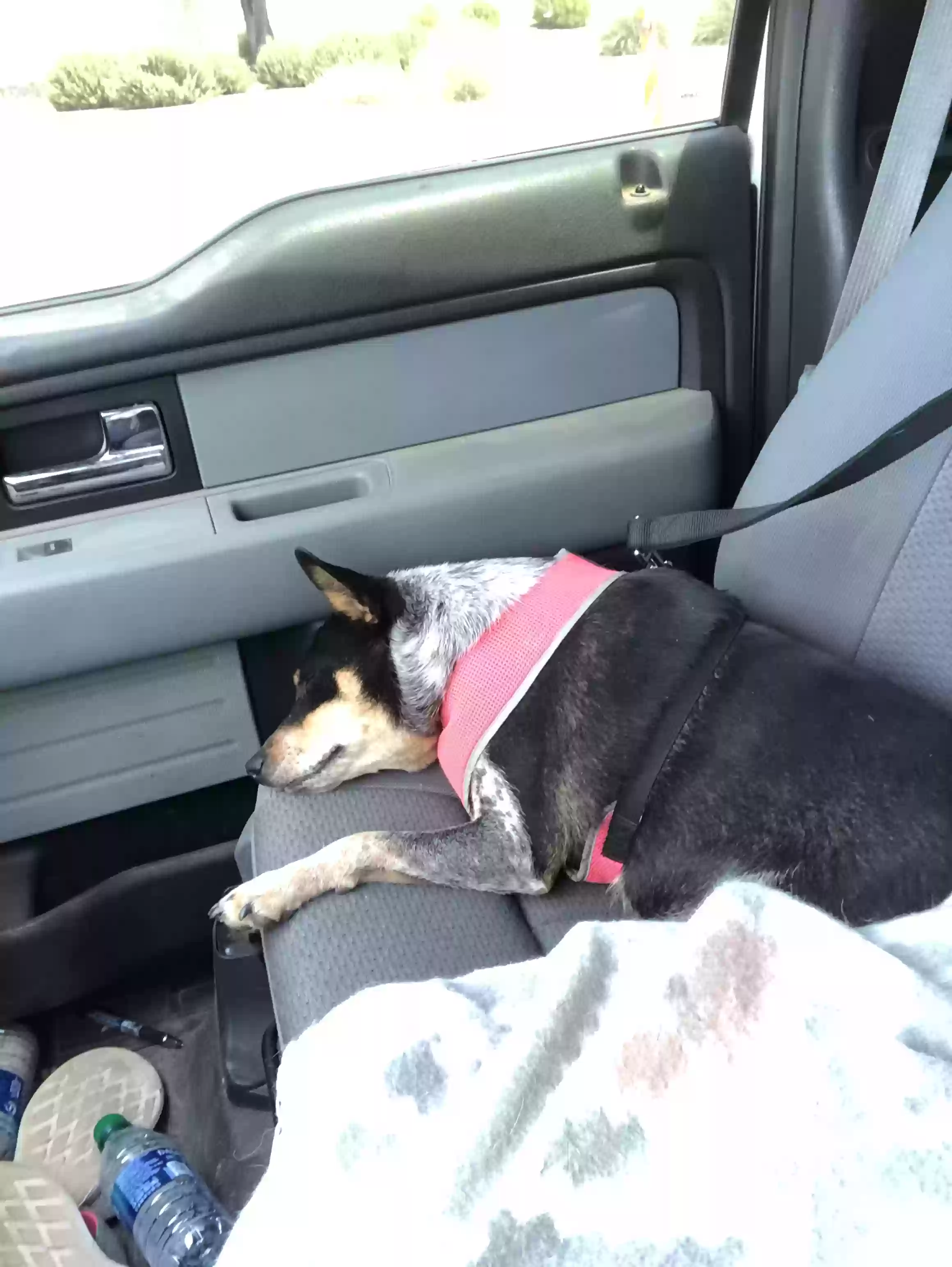 adoptable Dog in Kirkland,AZ named Ruby