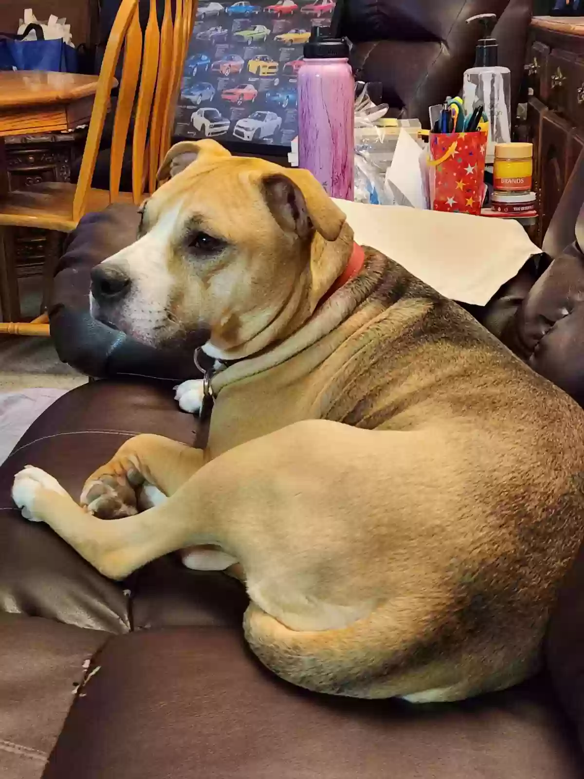 adoptable Dog in Hesperia,CA named Starry