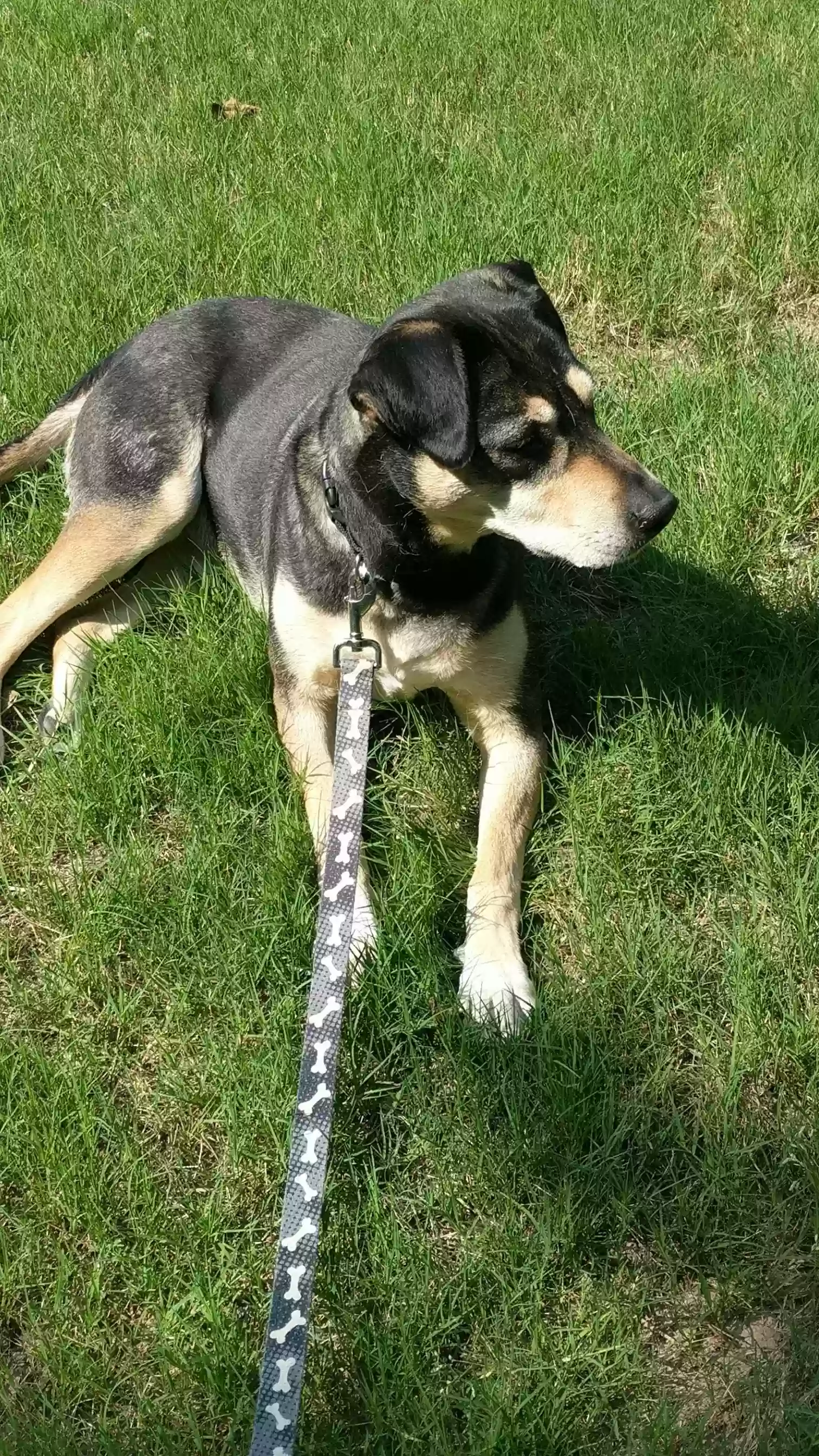 adoptable Dog in Atlanta,GA named Paisley