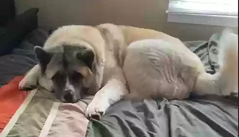 adoptable Dog in Marietta,GA named Suki