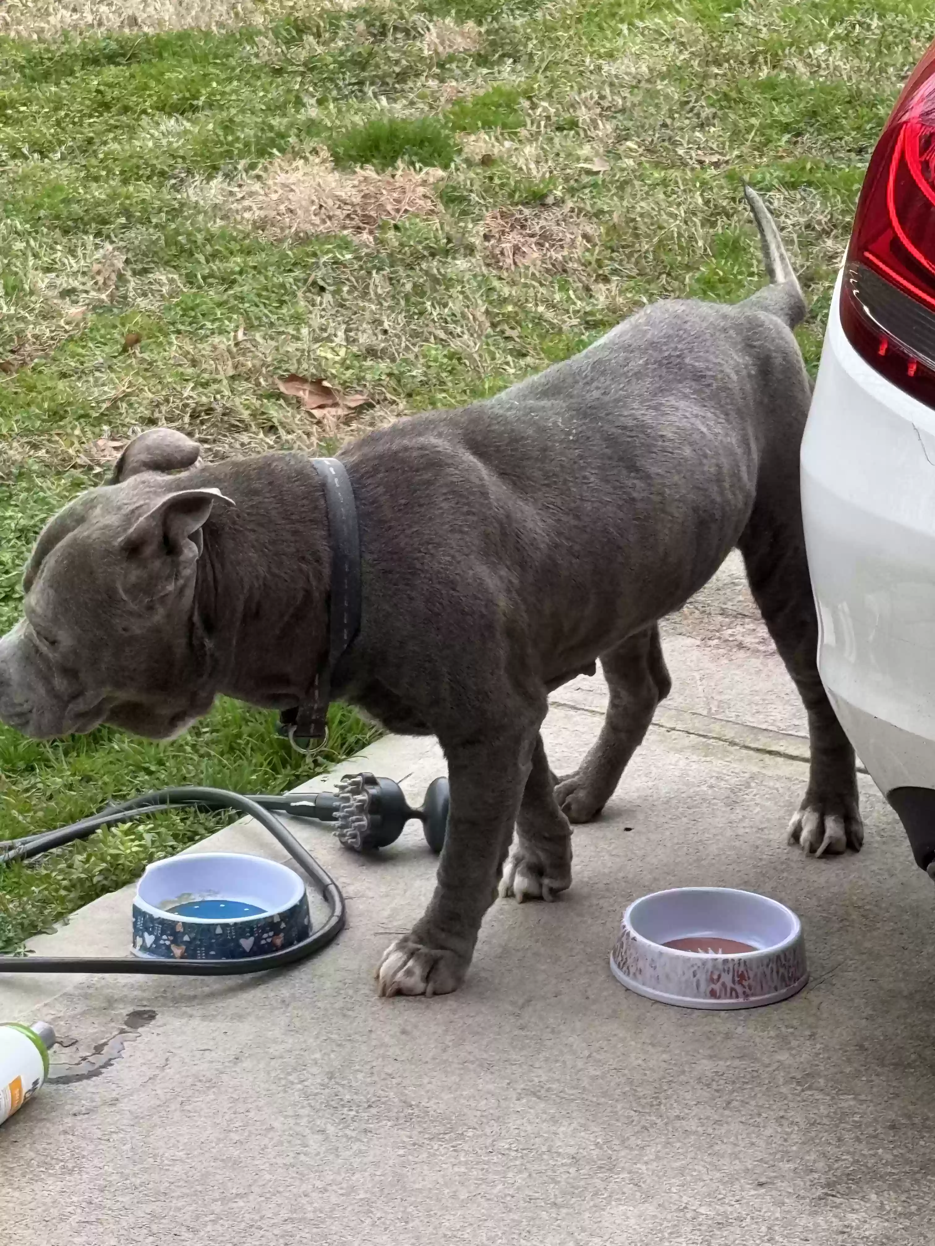 adoptable Dog in Covington,GA named Diesel