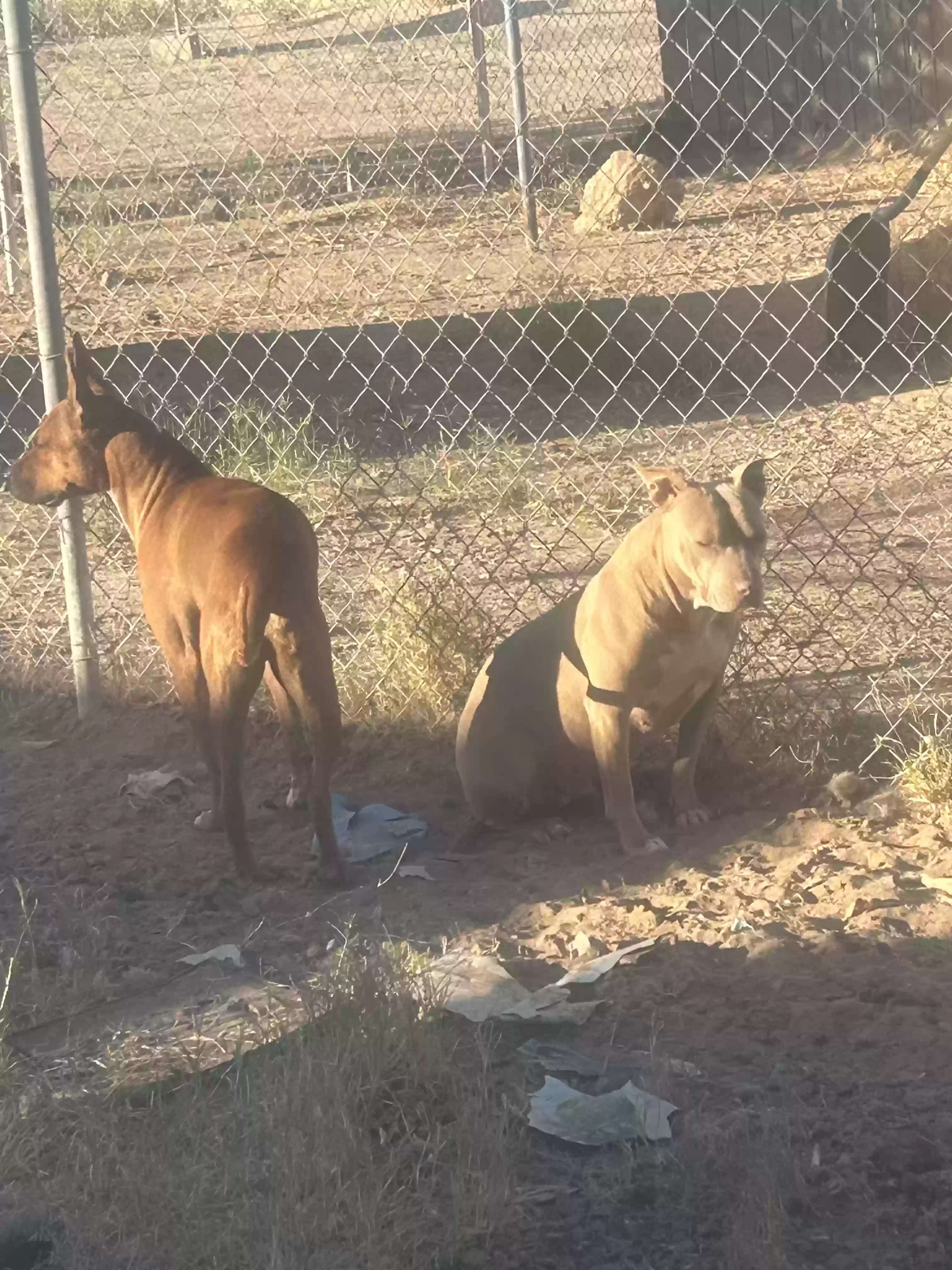adoptable Dog in Las Cruces,NM named Diego and Daisy