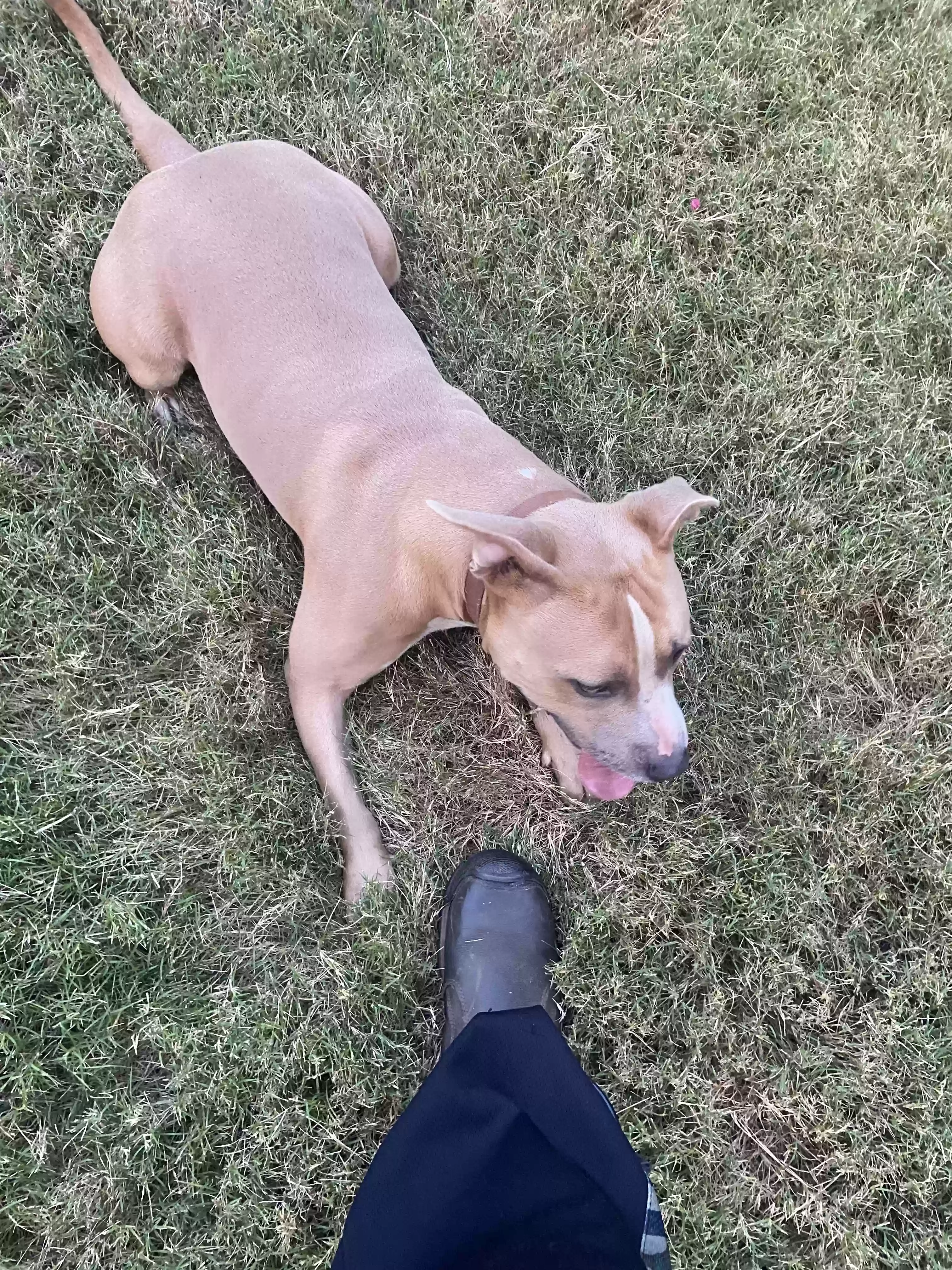 adoptable Dog in Hampton,GA named Rico
