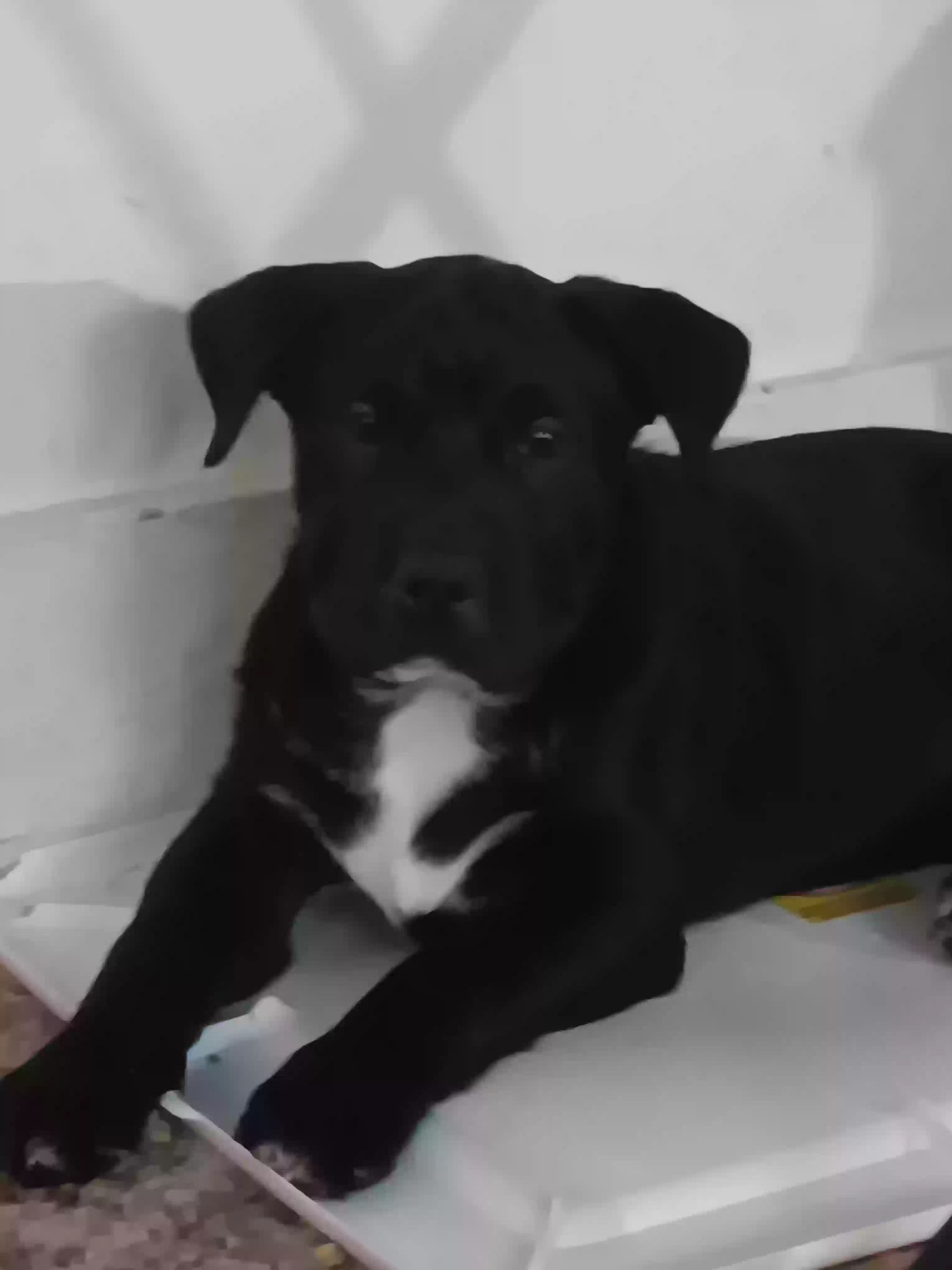 adoptable Dog in Okmulgee,OK named Violet