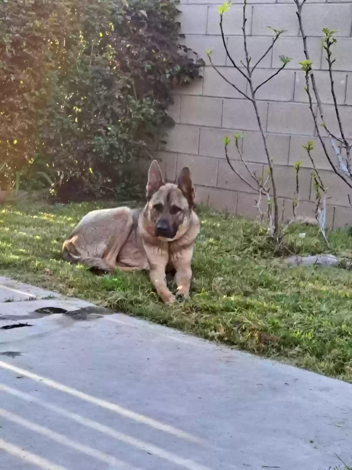 adoptable Dog in Moreno Valley,CA named Sarge