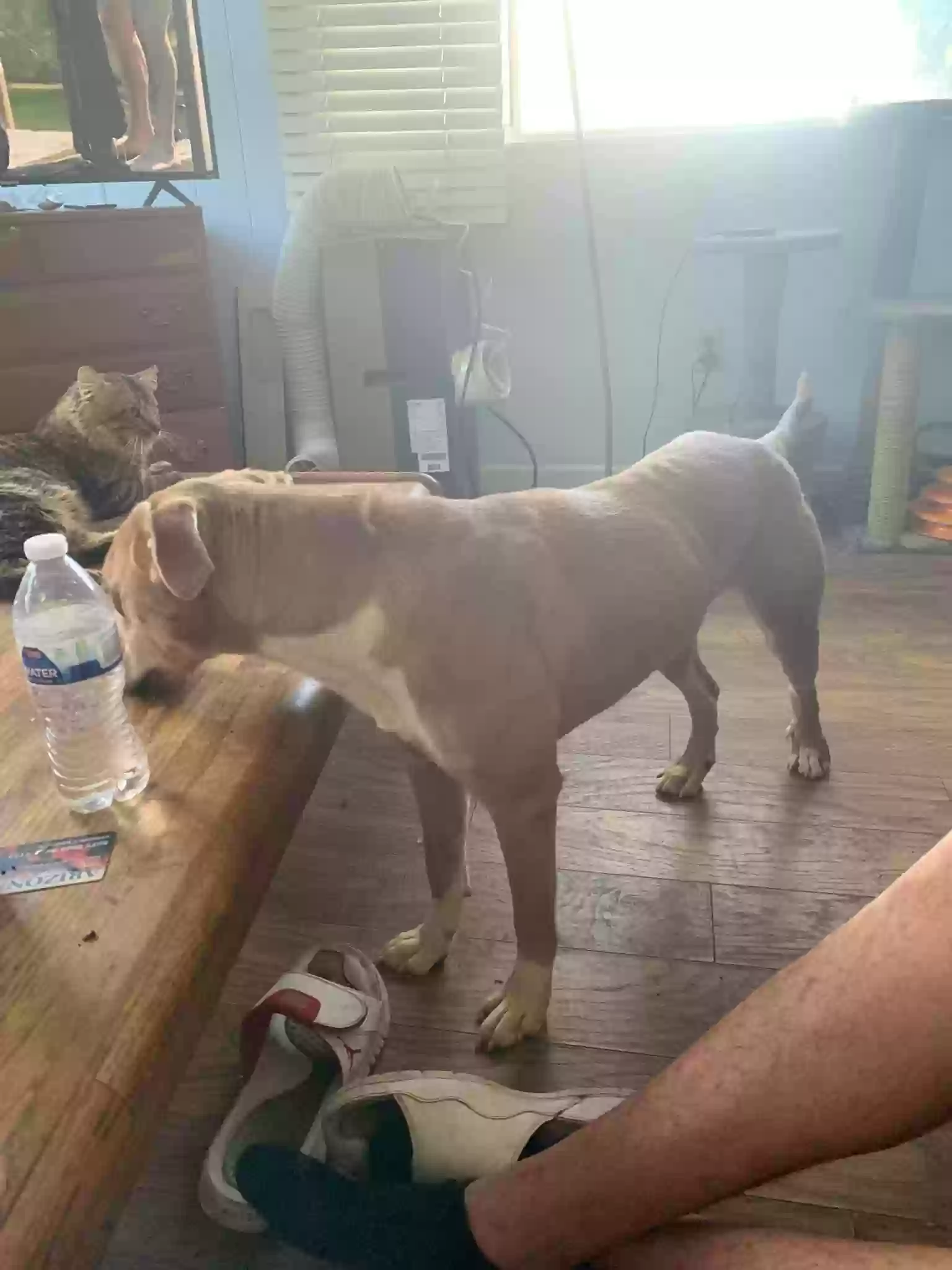 adoptable Dog in Prescott,AZ named Nala