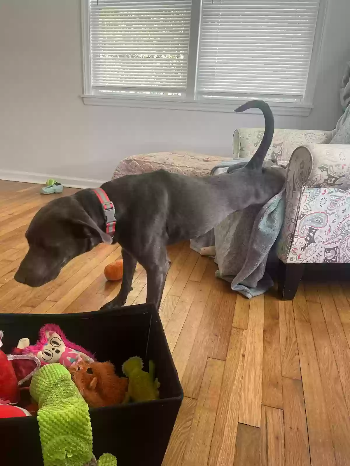 adoptable Dog in Jacksonville,NC named Nova