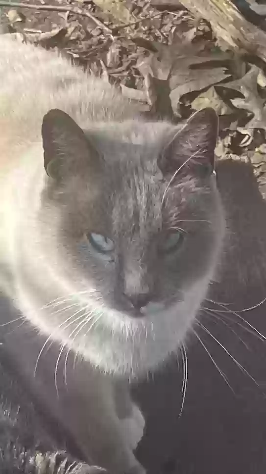 adoptable Cat in Bismarck,MO named mr motors
