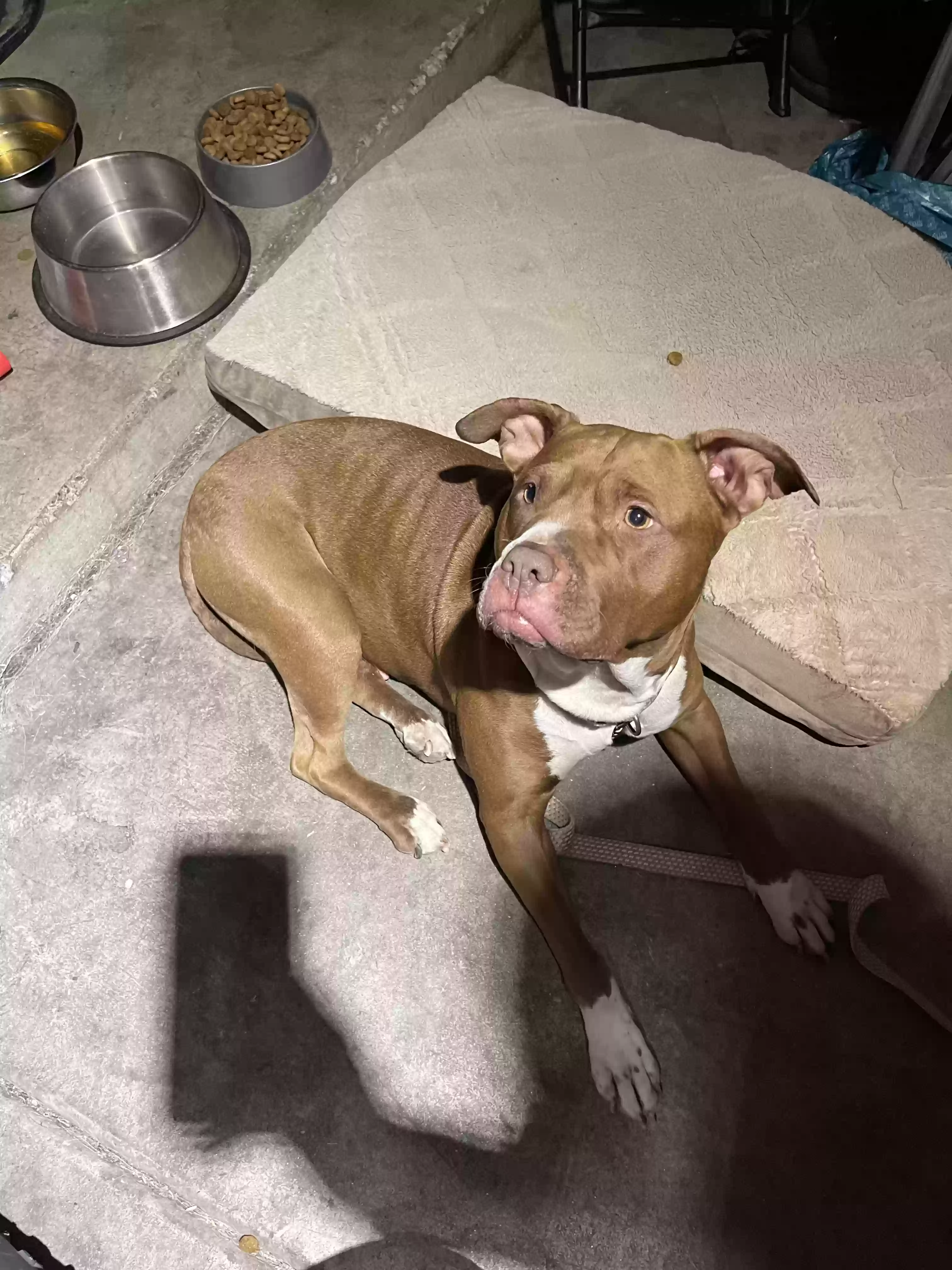 adoptable Dog in Avondale,AZ named Reddy