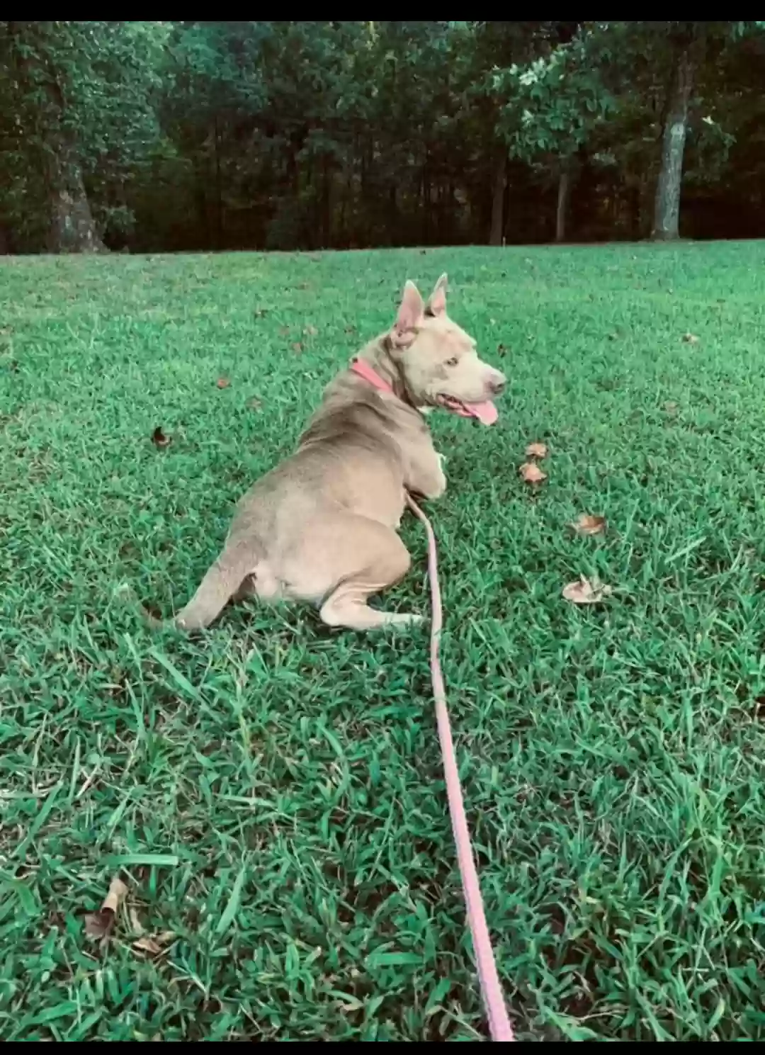 adoptable Dog in Dickson,TN named Ember