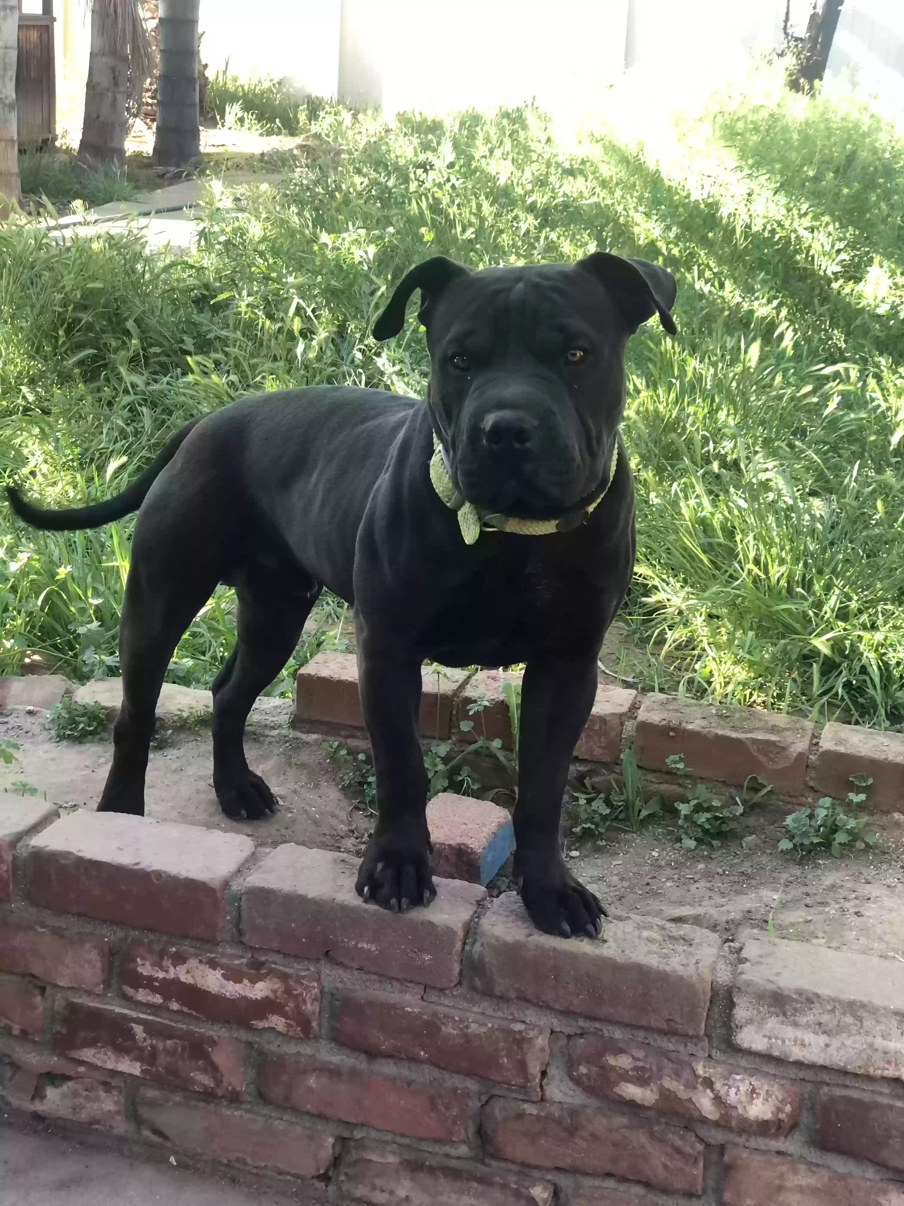 adoptable Dog in Calimesa,CA named Hulk