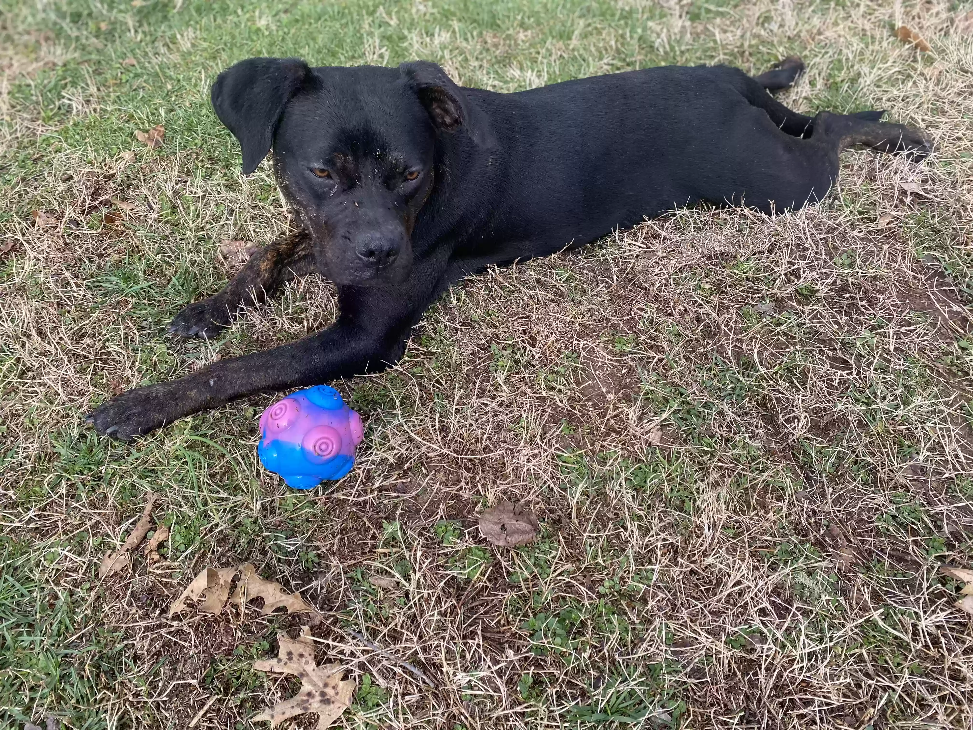 adoptable Dog in Murfreesboro,TN named Mama